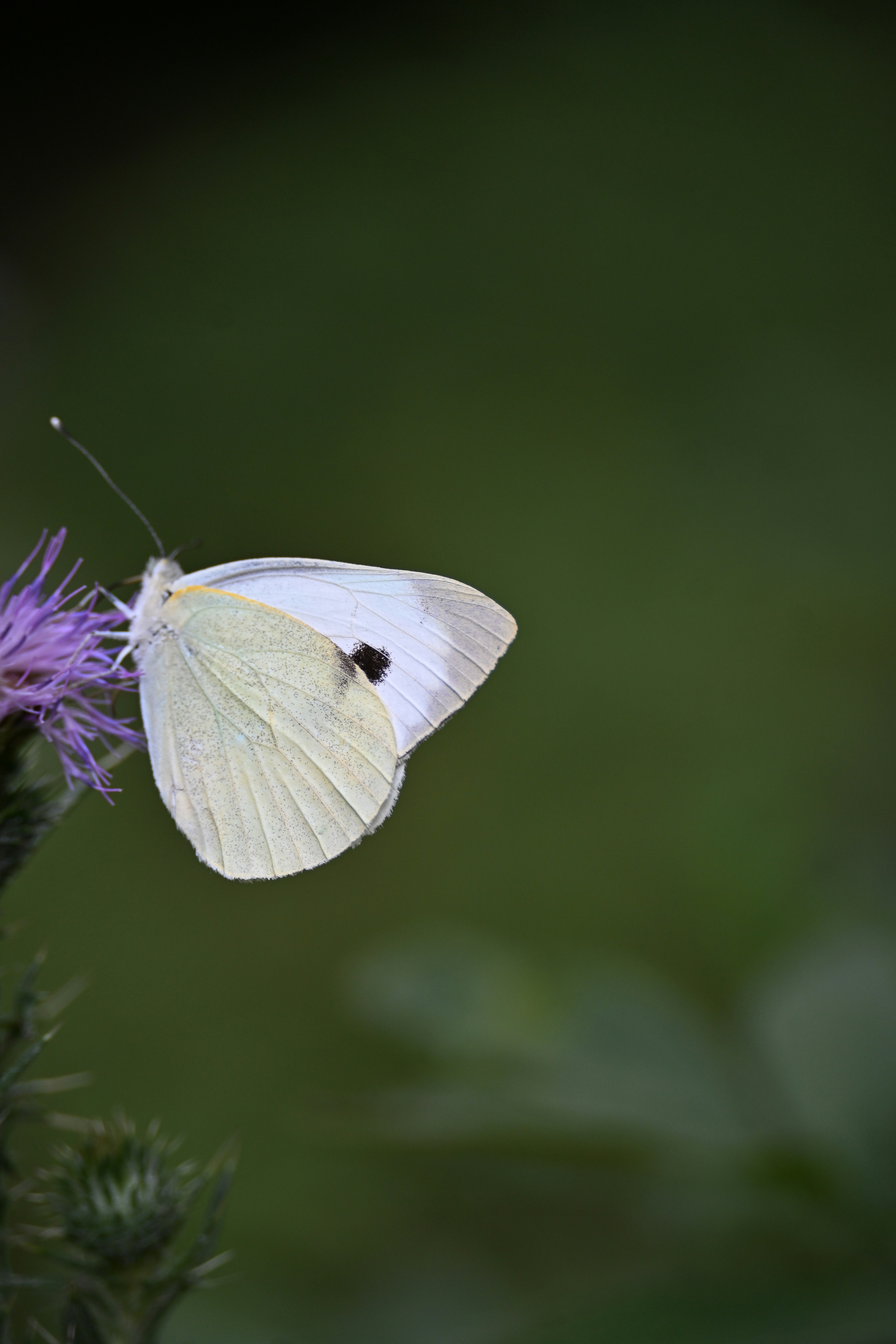 Photo by halilcelikhic