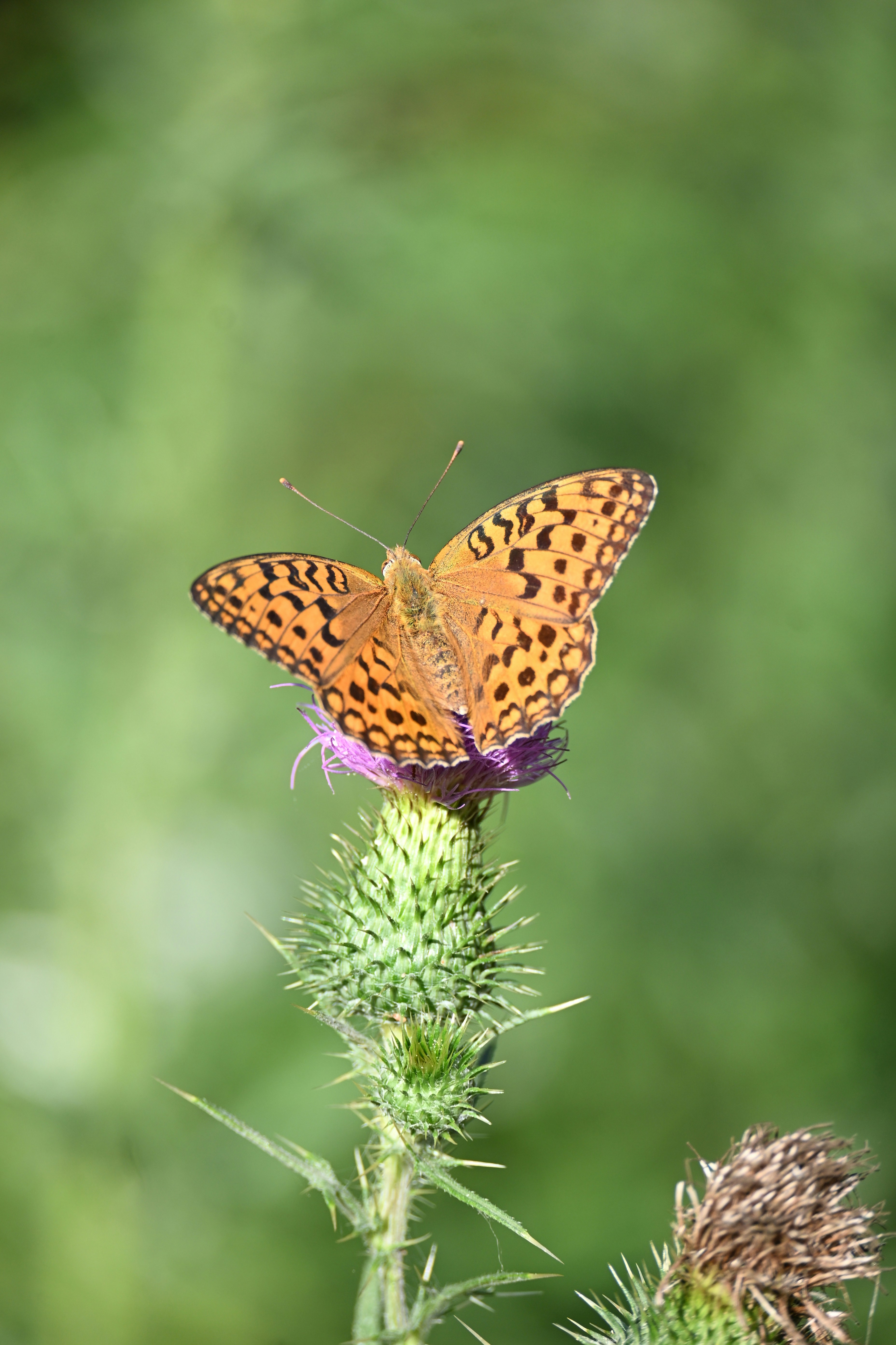 Photo by halilcelikhic