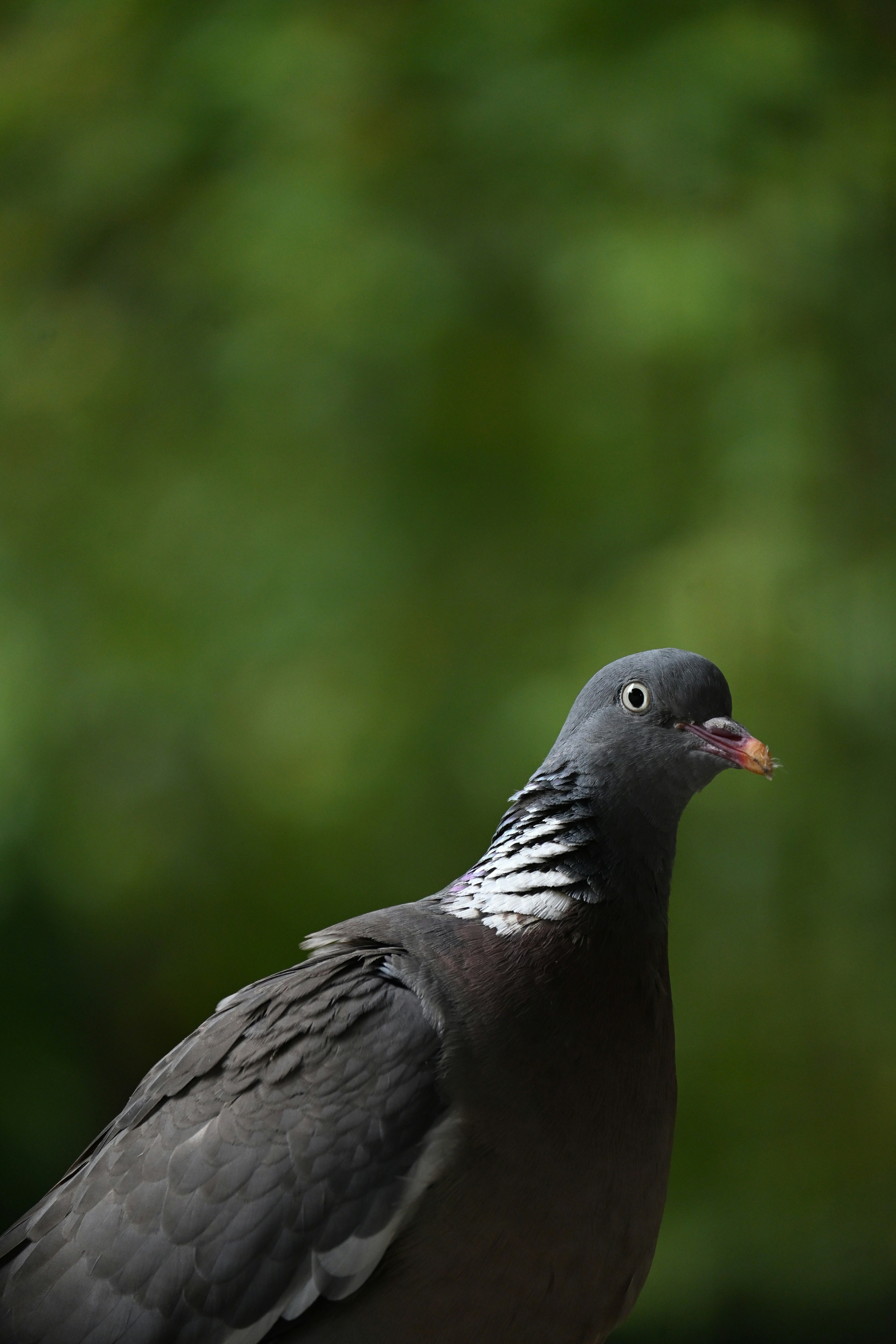 Photo by halilcelikhic