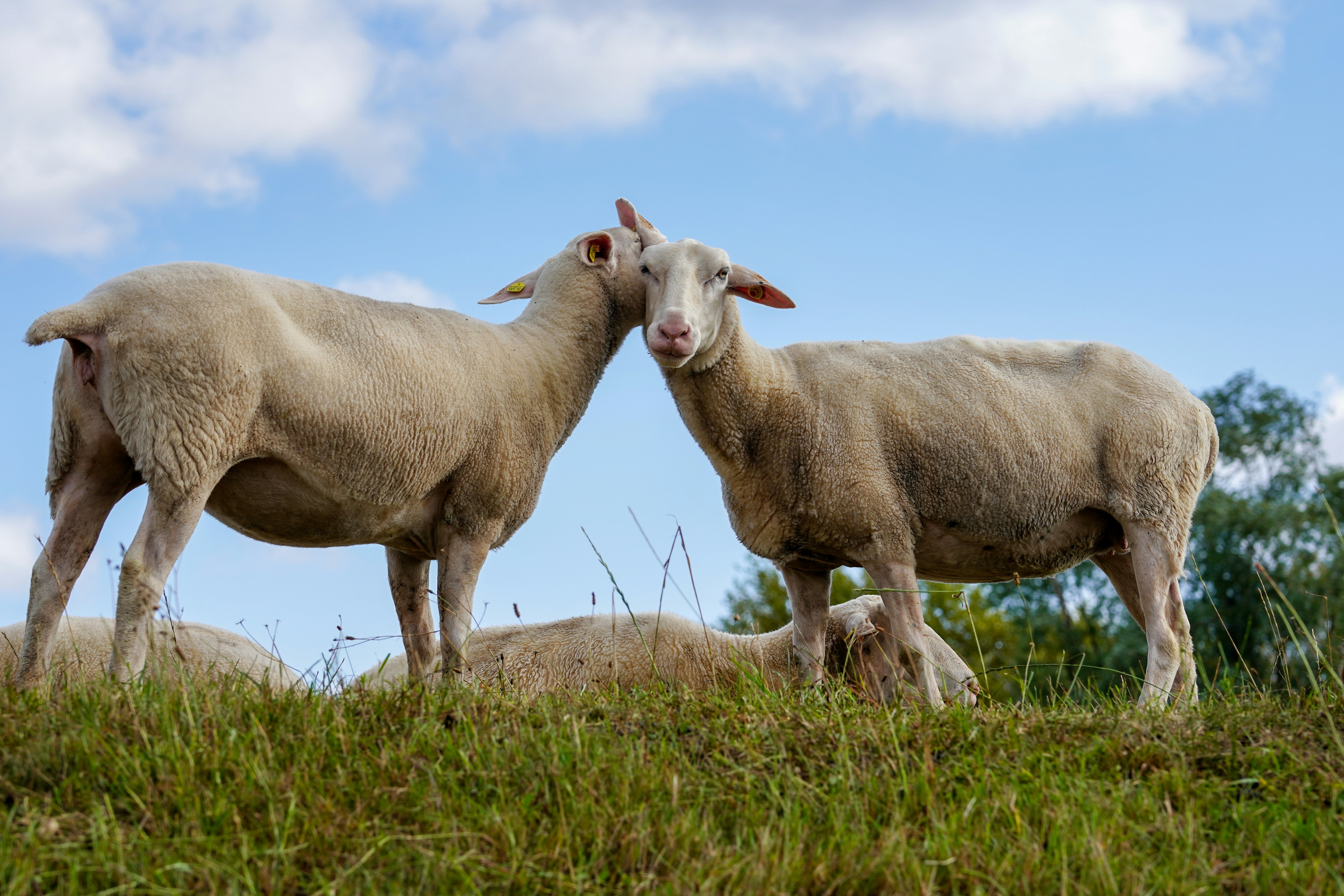 Deux moutons se blottissent l'un contre l'autre sur une colline herbeuse.  photo – Image gratuite de Hambourg sur Unsplash, image size:3000x2000