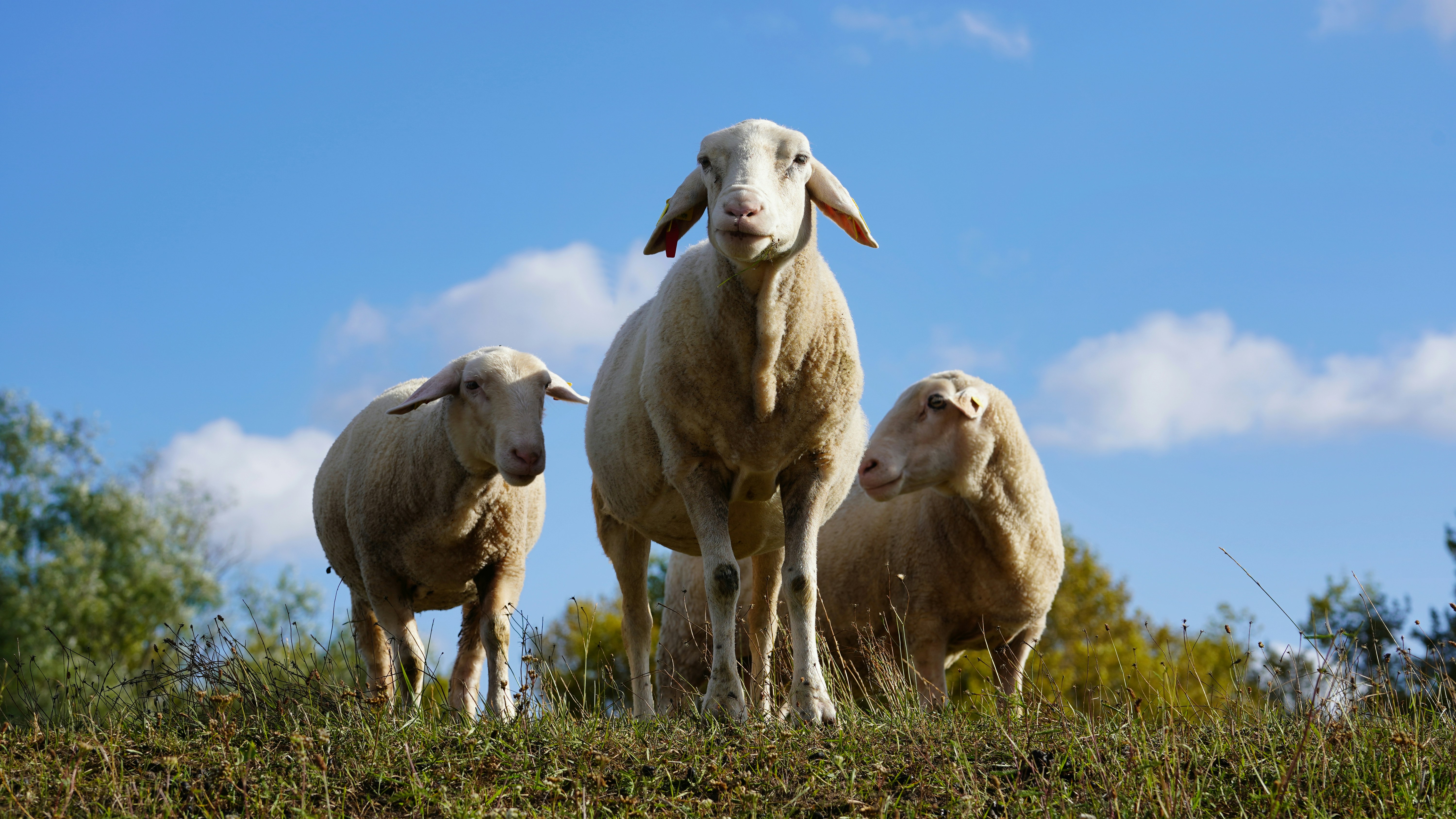 Three sheep stand on a grassy hill under blue sky.