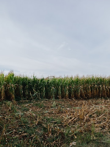 Tall green corn stalks under a cloudy sky