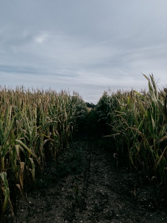 Path through a dry cornfield under a cloudy sky
