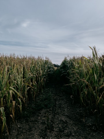 Path through a dry cornfield under a cloudy sky