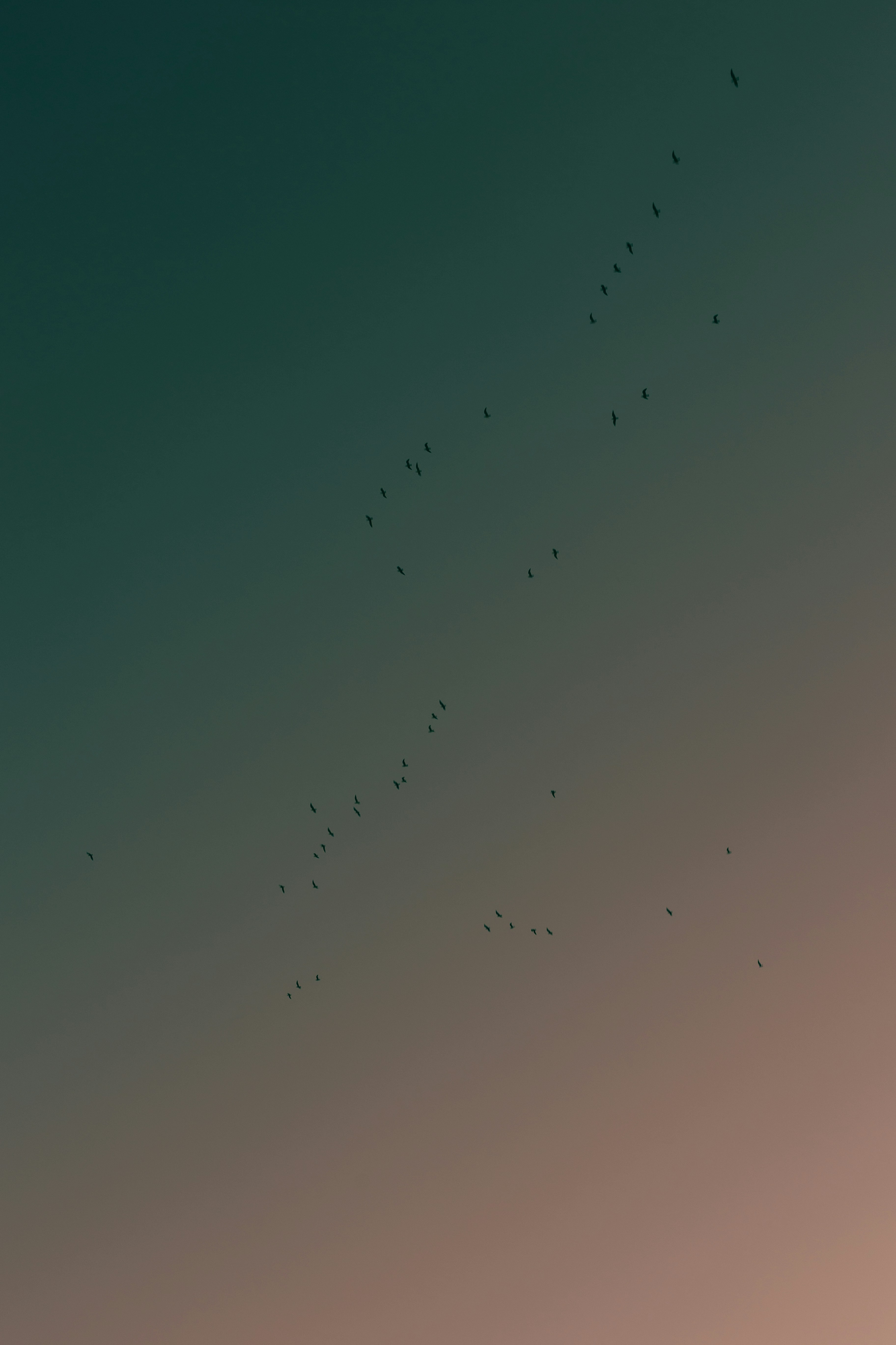 Flock of birds flying in a gradient sky.