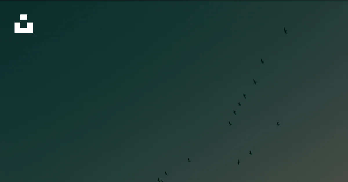 Gradient Flocking Flock of birds flying in a gradient sky. photo – Free Sunset Image on ...