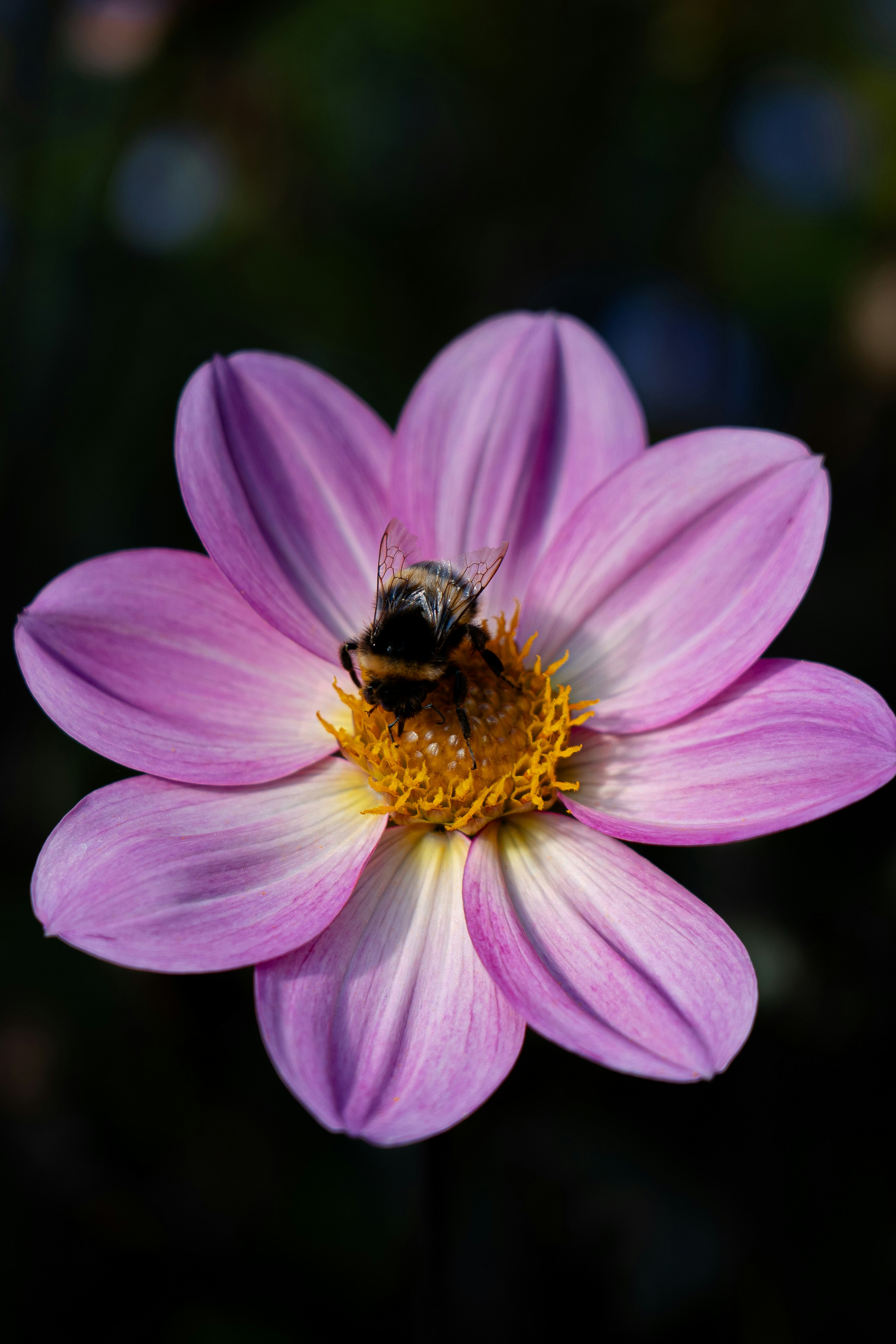 Photo by samuel_hagger