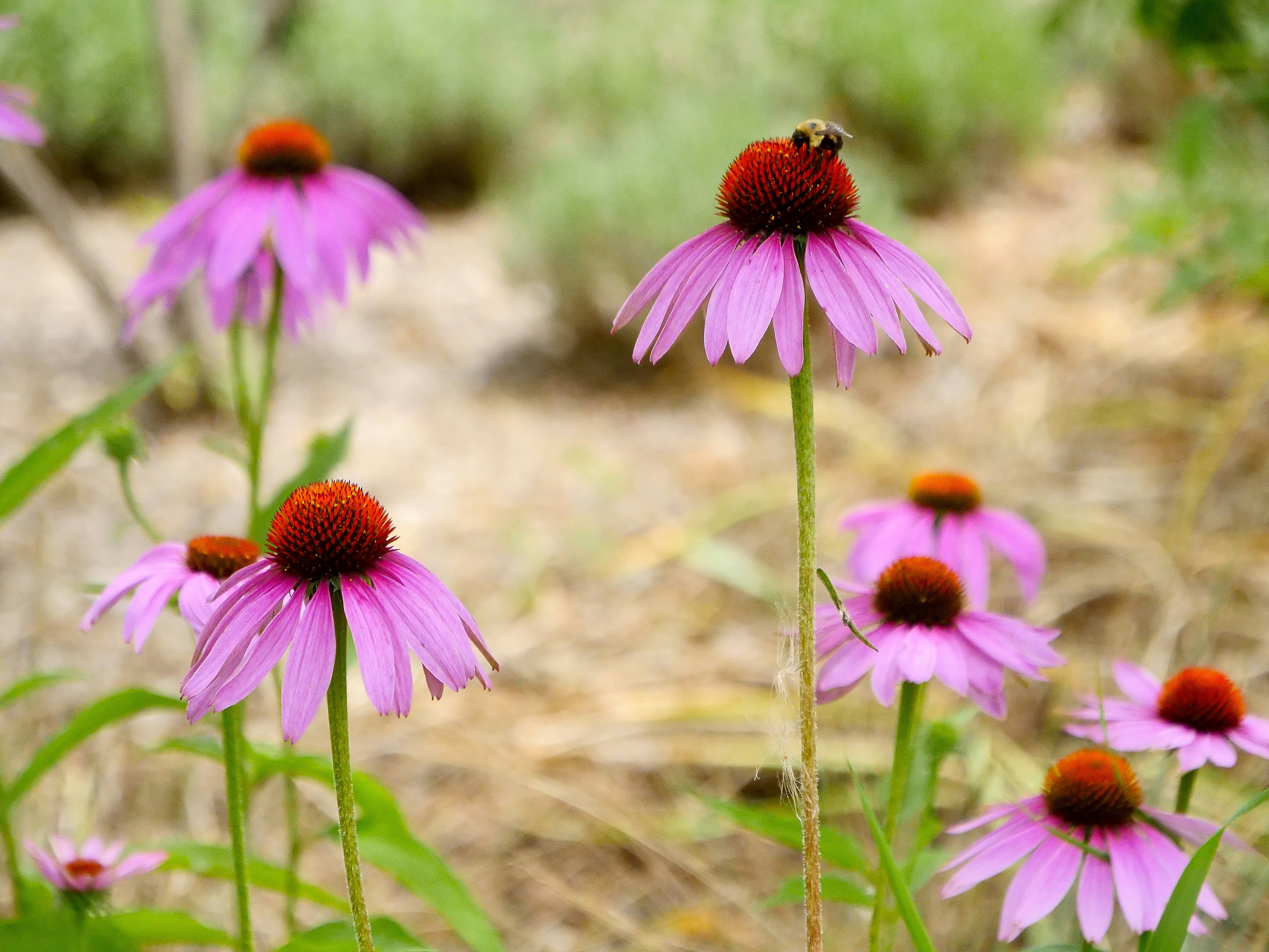 A bee lands on a purple coneflower in a garden.