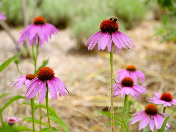 Bee landing on a purple coneflower in a pollinator garden