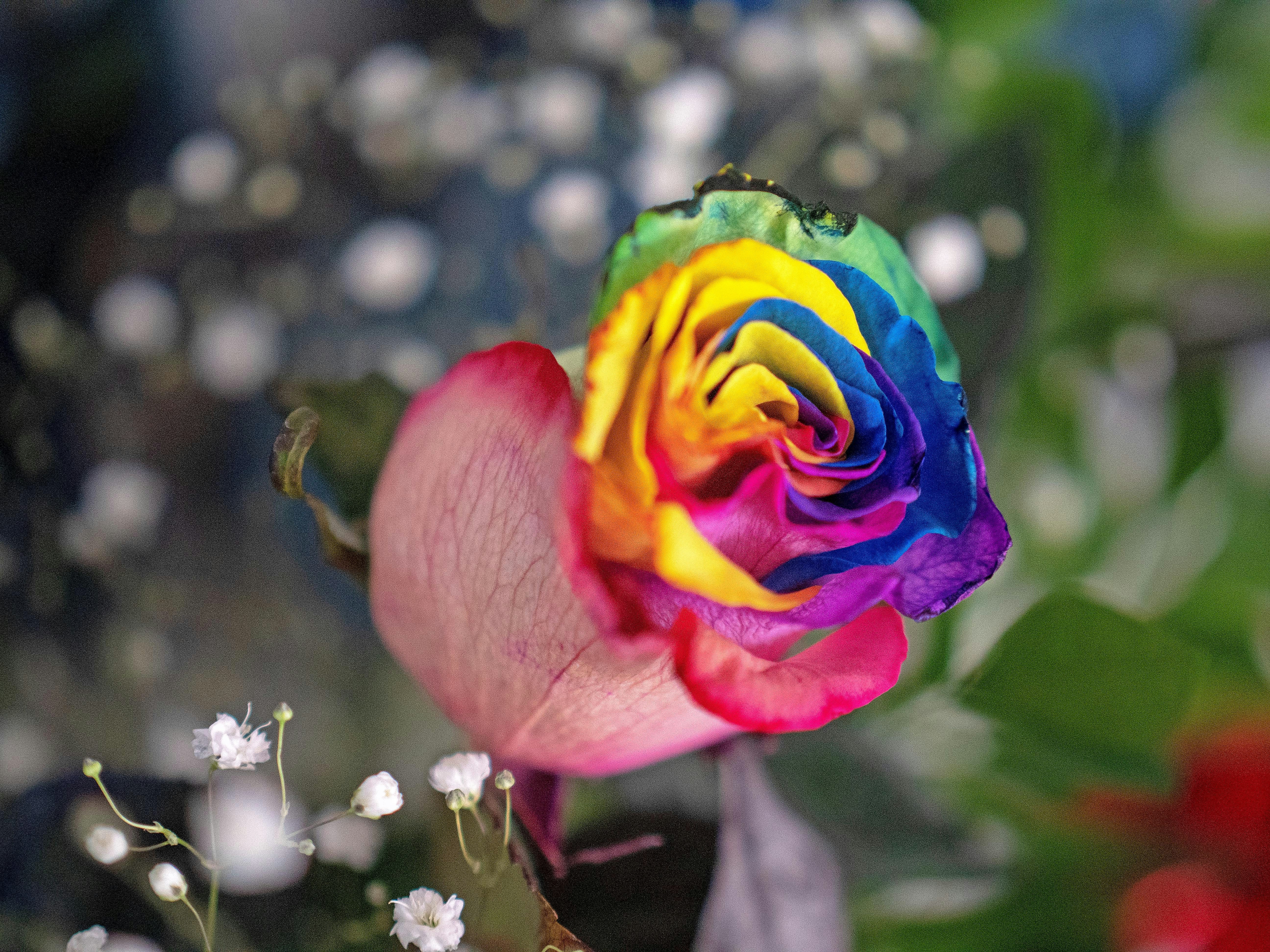 A rainbow rose with delicate white flowers