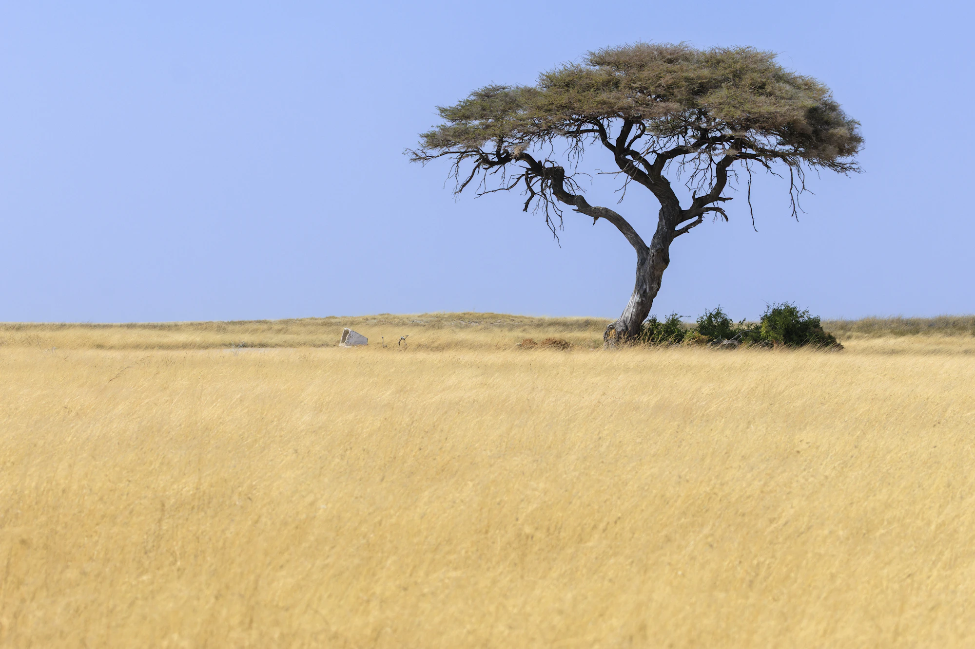 Paisagem africana ao entardecer, com árvore solitária na savana