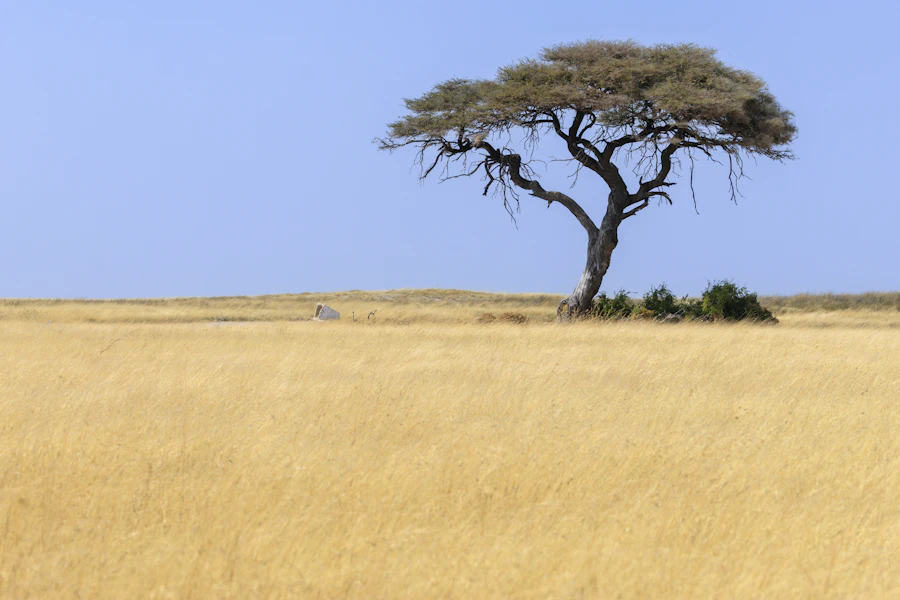 African savanna landscape with acacia tree at golden hour