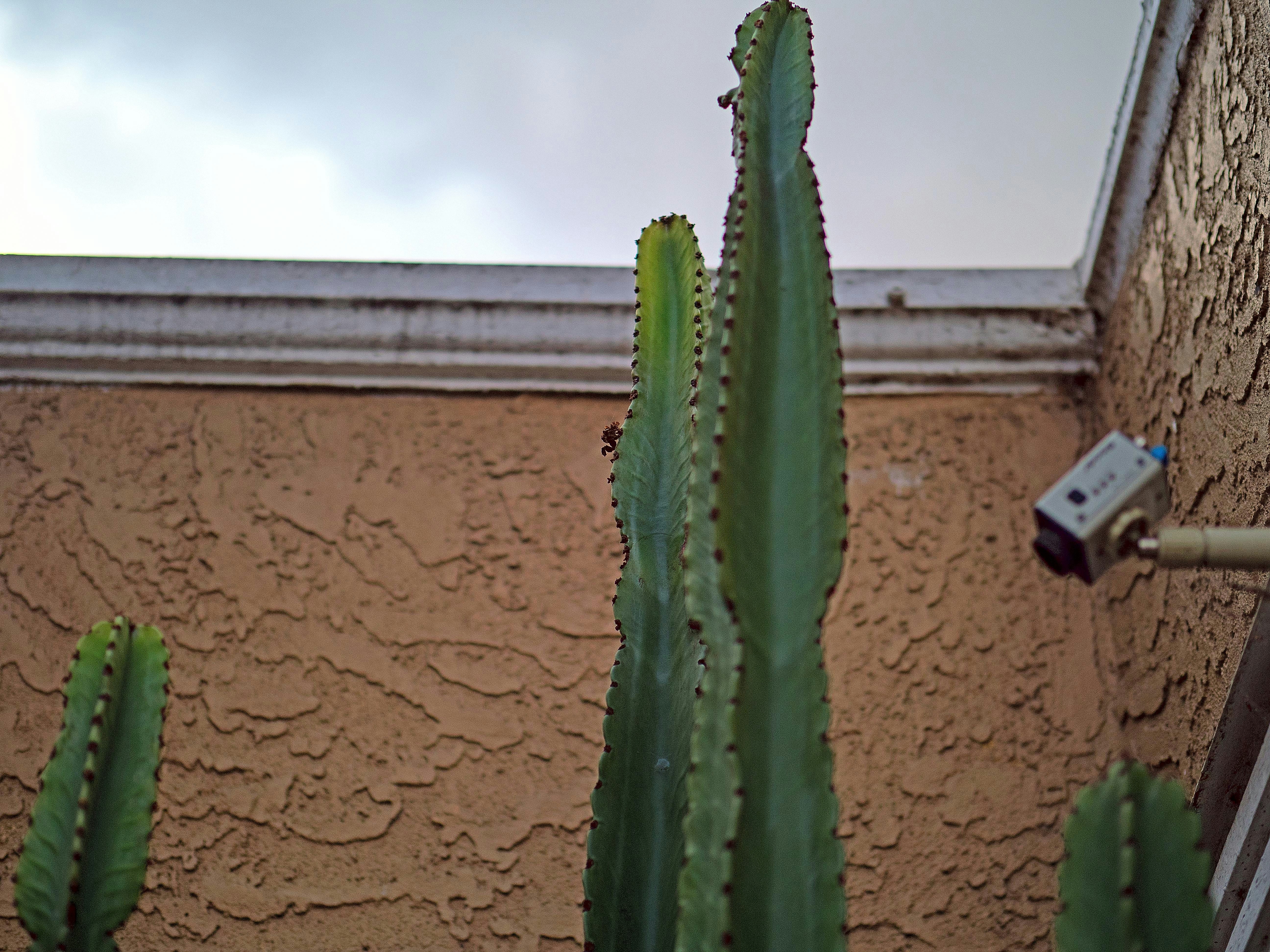 Tall green cactus plants beside textured wall and security camera.