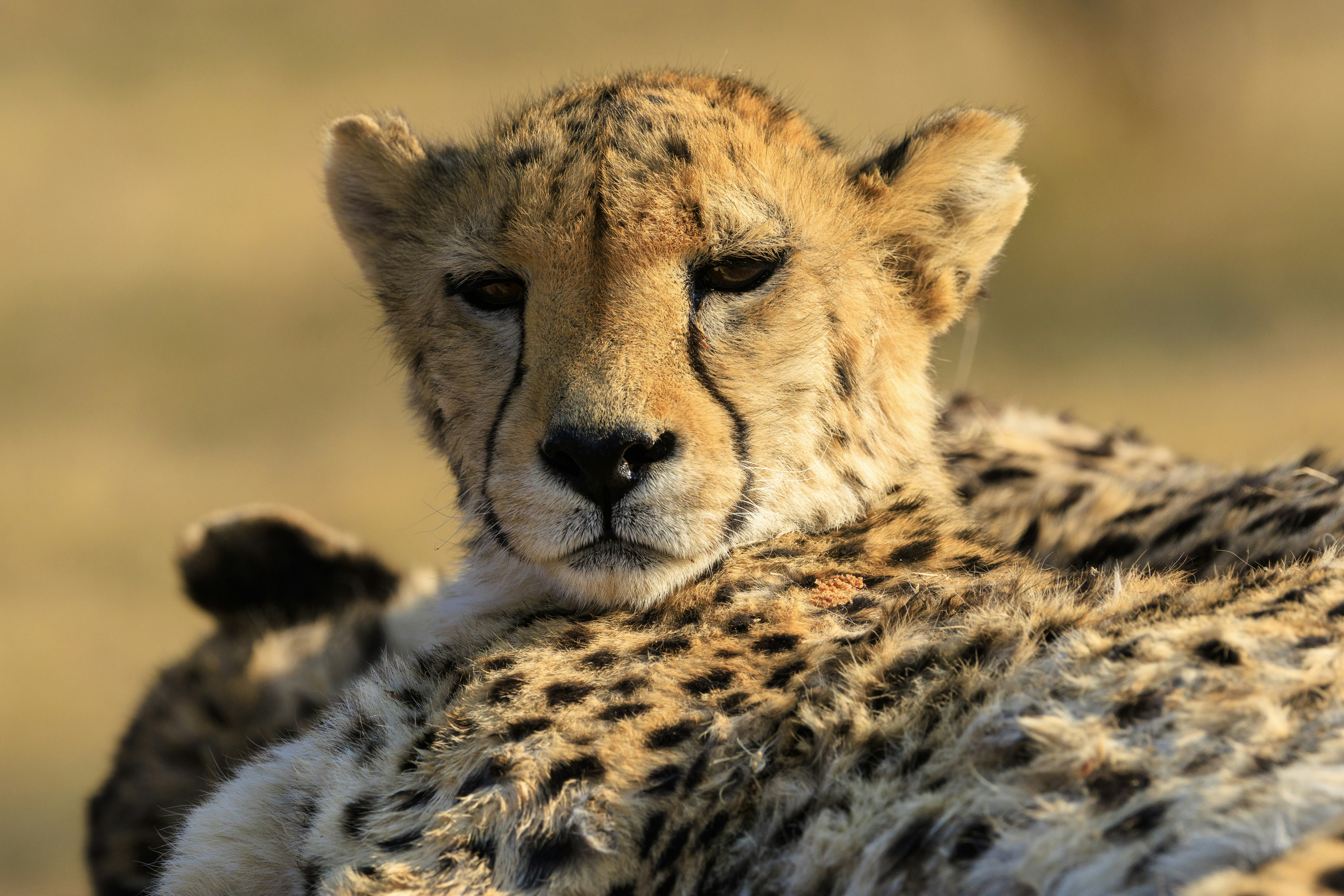 Close-up of a cheetah resting in the sun.