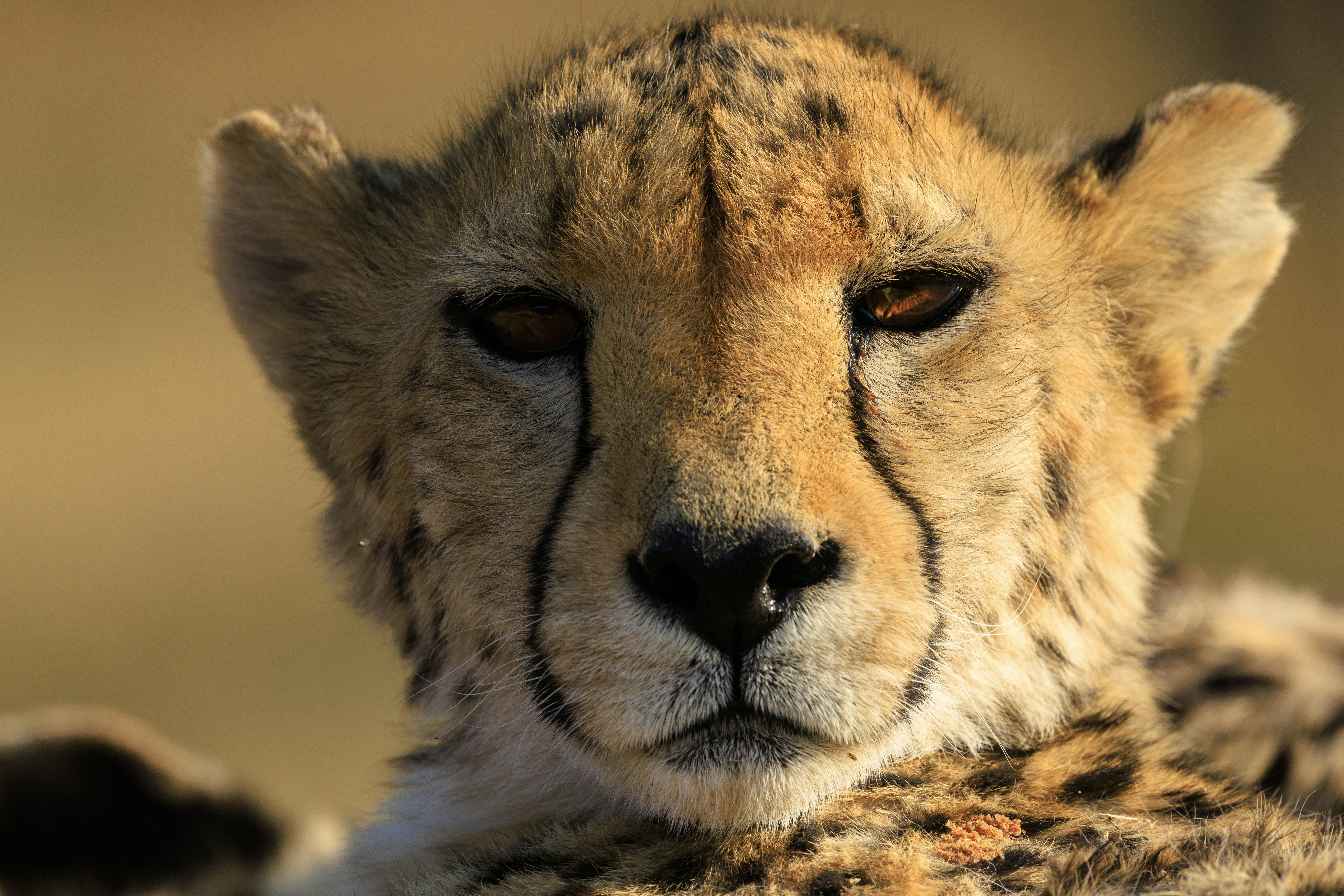 Close-up of a cheetah's face with distinctive tear marks.