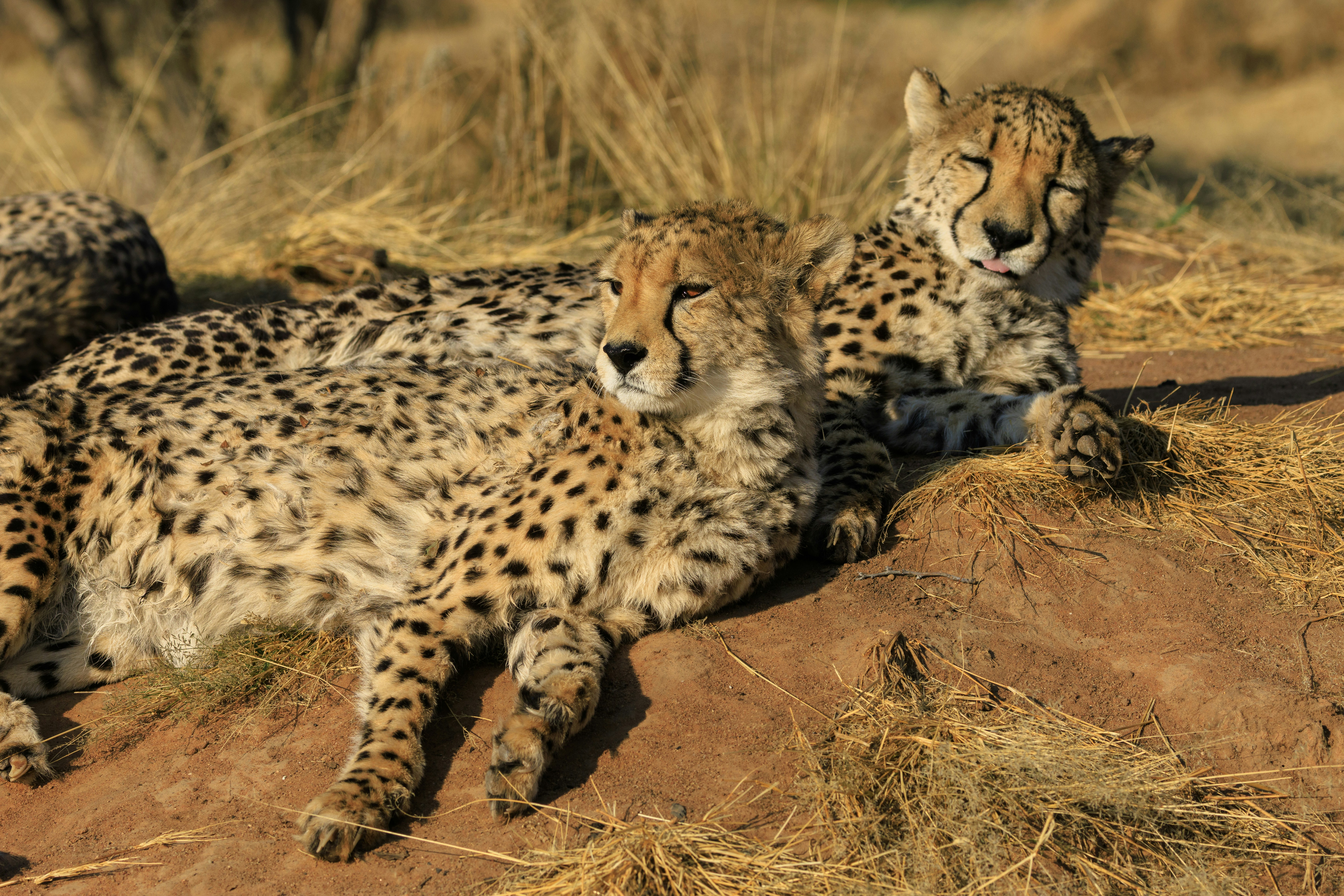 Two cheetahs resting on dry grass and dirt.
