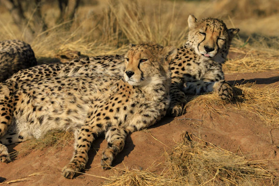 Two cheetahs resting on dry grass and dirt.