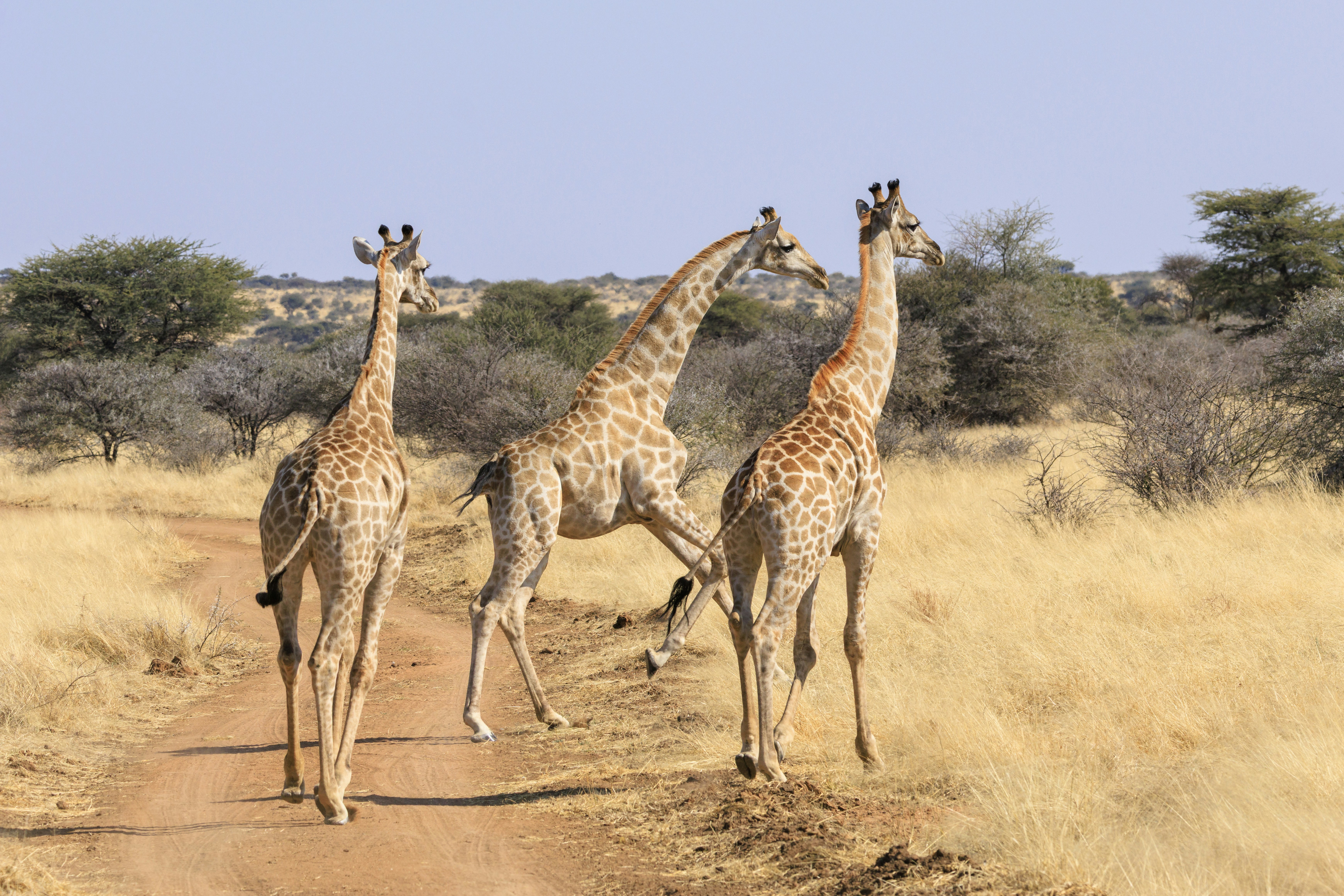 Three giraffes walking on a dirt road in savanna