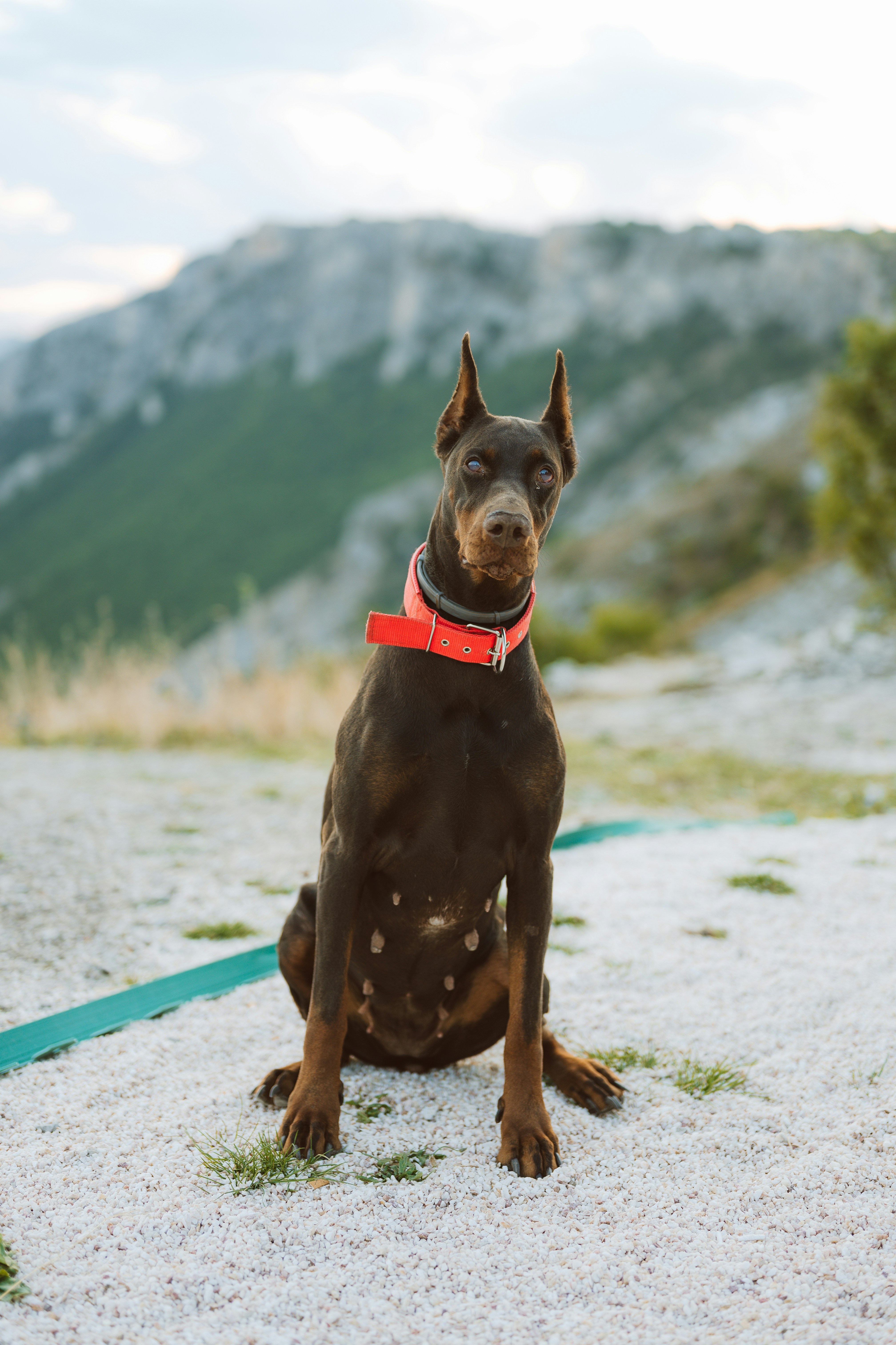 A doberman dog sits attentively outdoors with mountains behind.