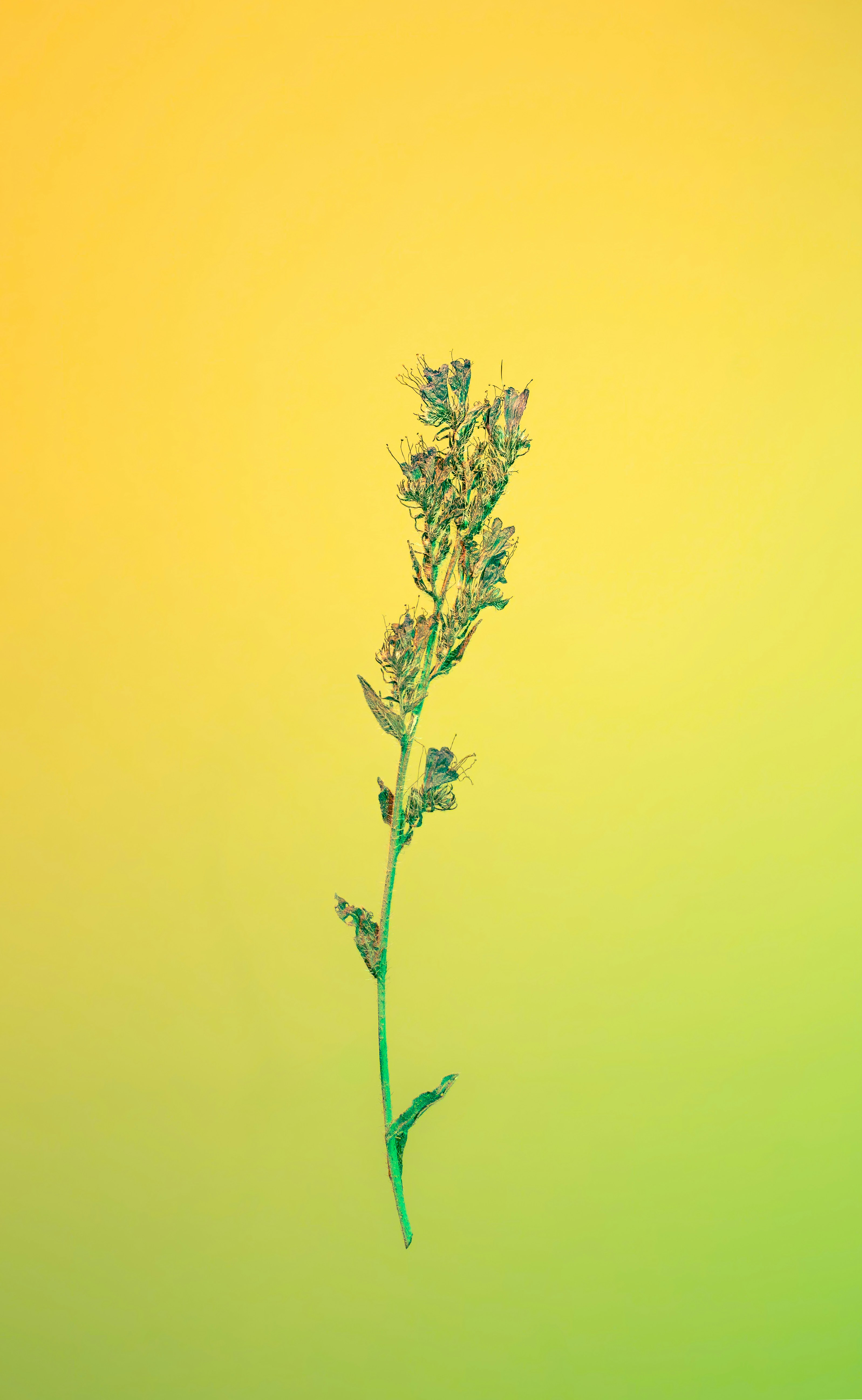 A single stalk of dried grass on a gradient background.