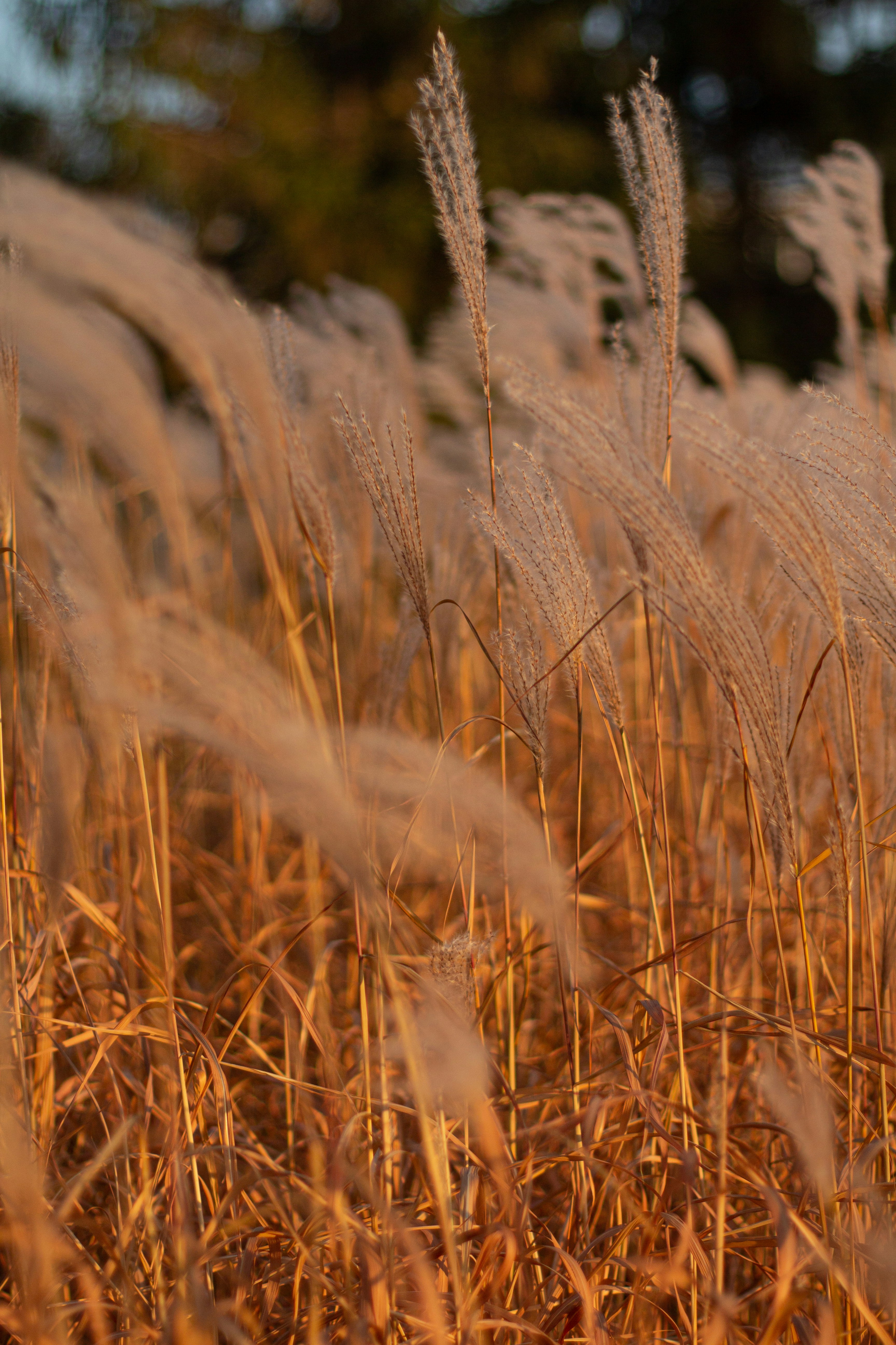 Photo by alinabondar_ph