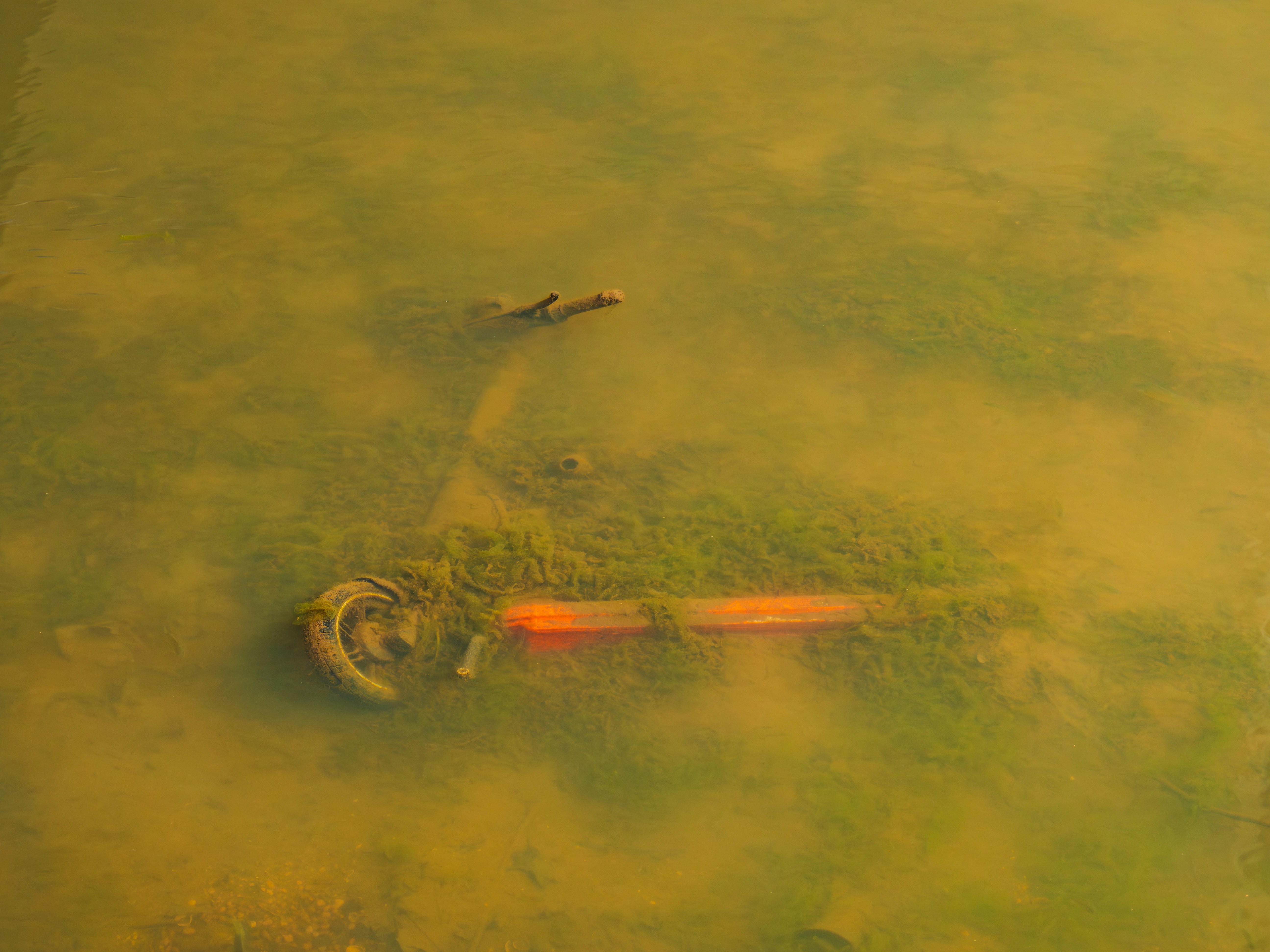 A rusty hook submerged in murky green water.