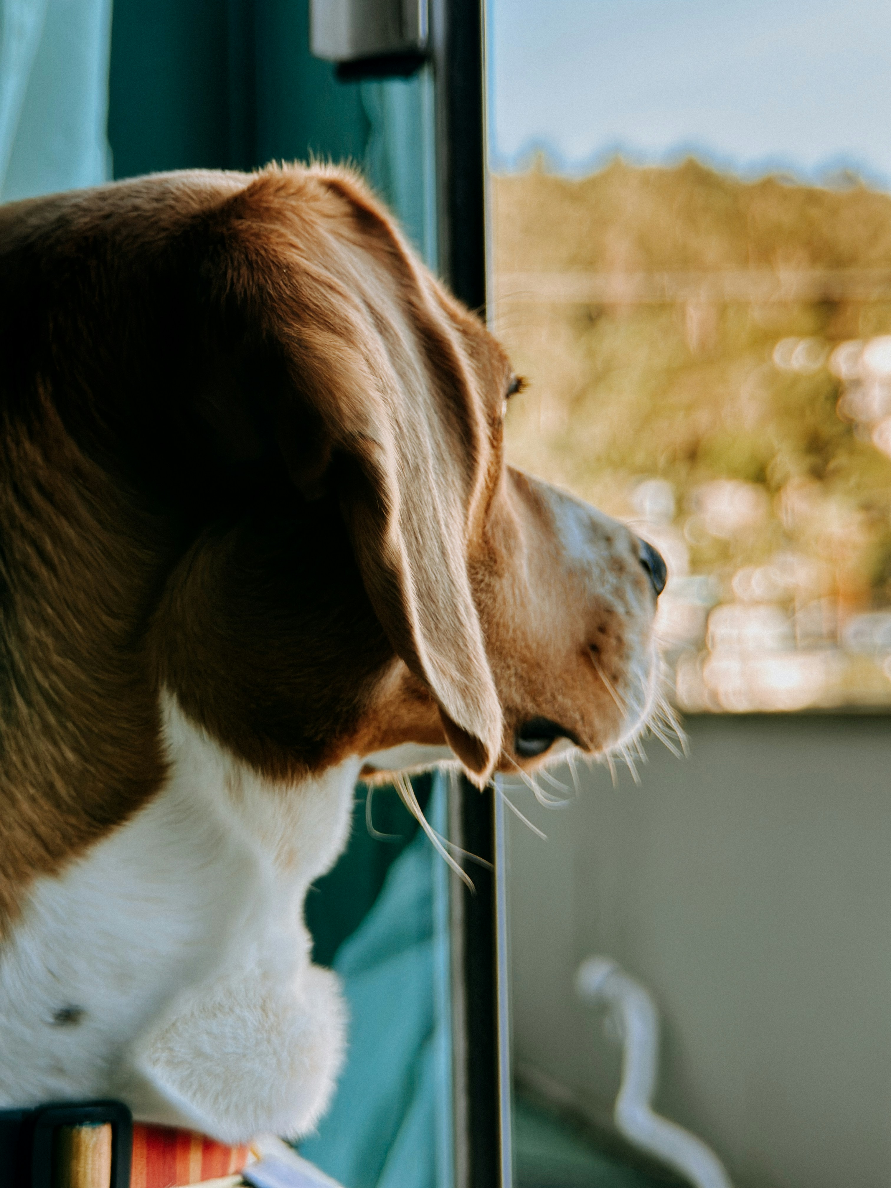 Photo by janilson_oficial