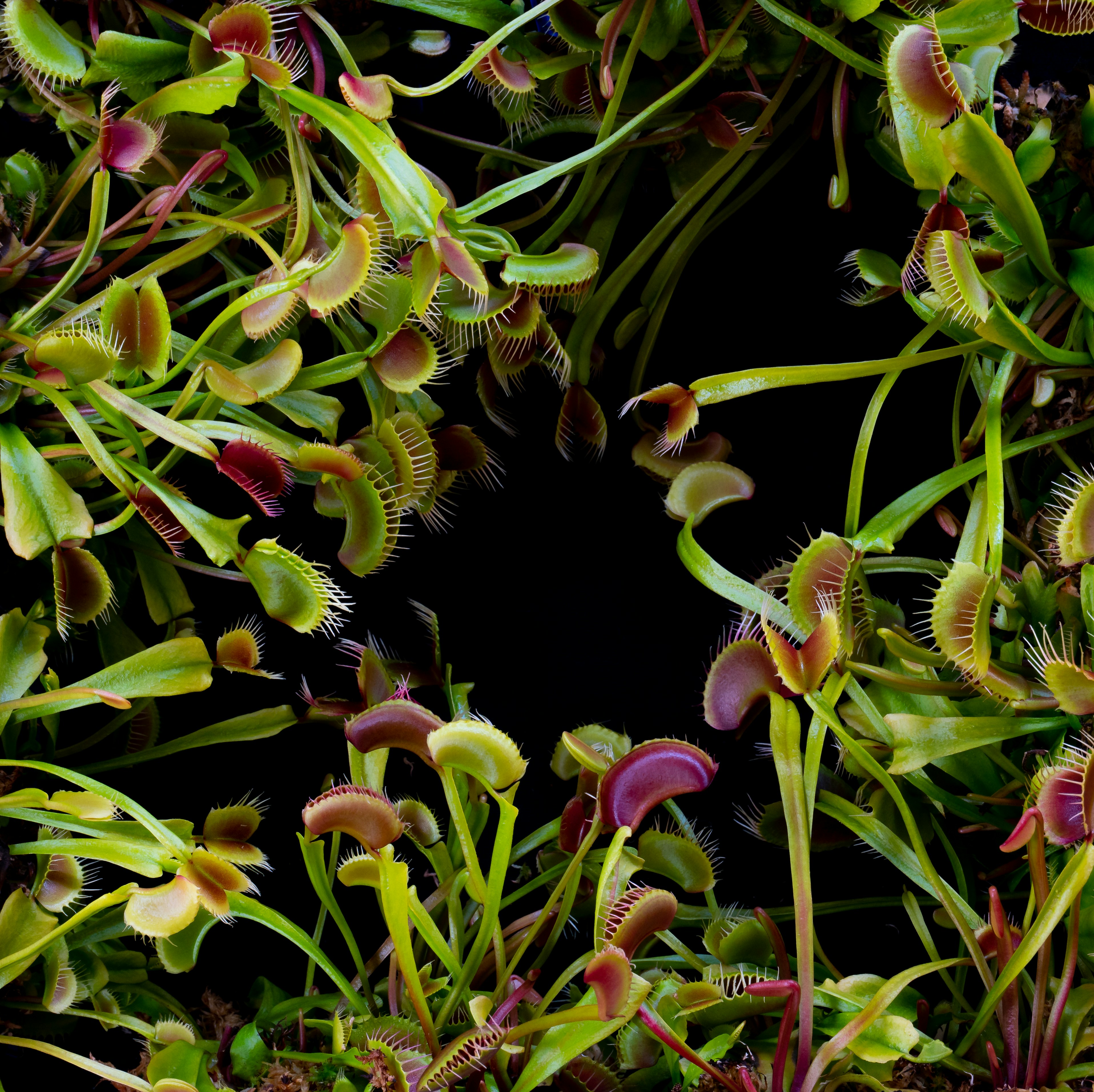 Numerous venus flytraps with open and closed traps.
