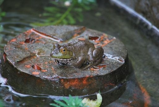 A frog sits on a circular object in water.