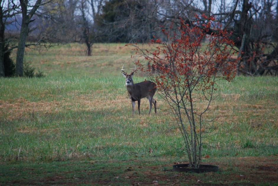 Whitetail deer in Louisiana bottomland hardwood timber with Spanish moss