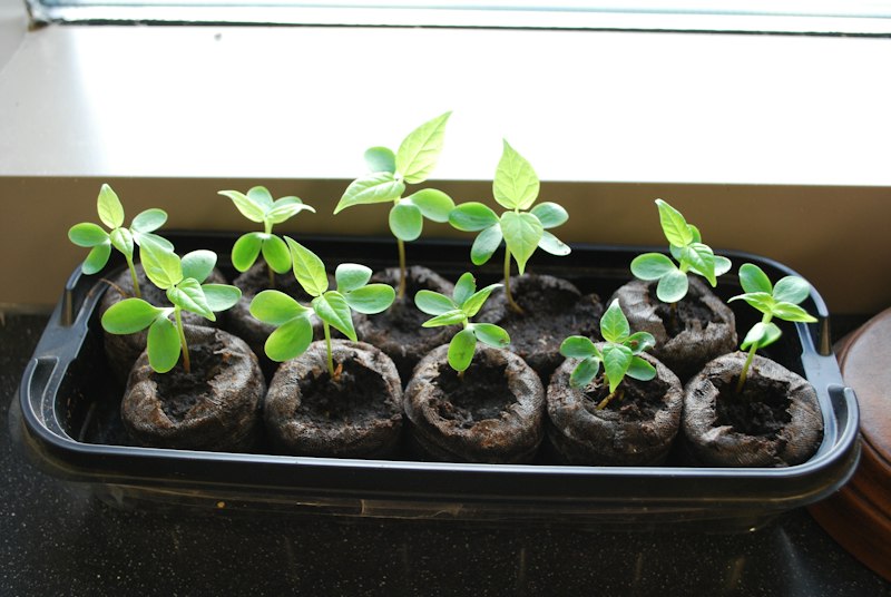 Seedling tray cells and young plant detail