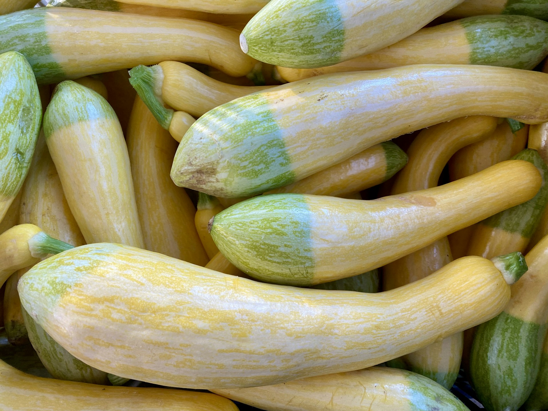 A pile of fresh yellow squash with green ends