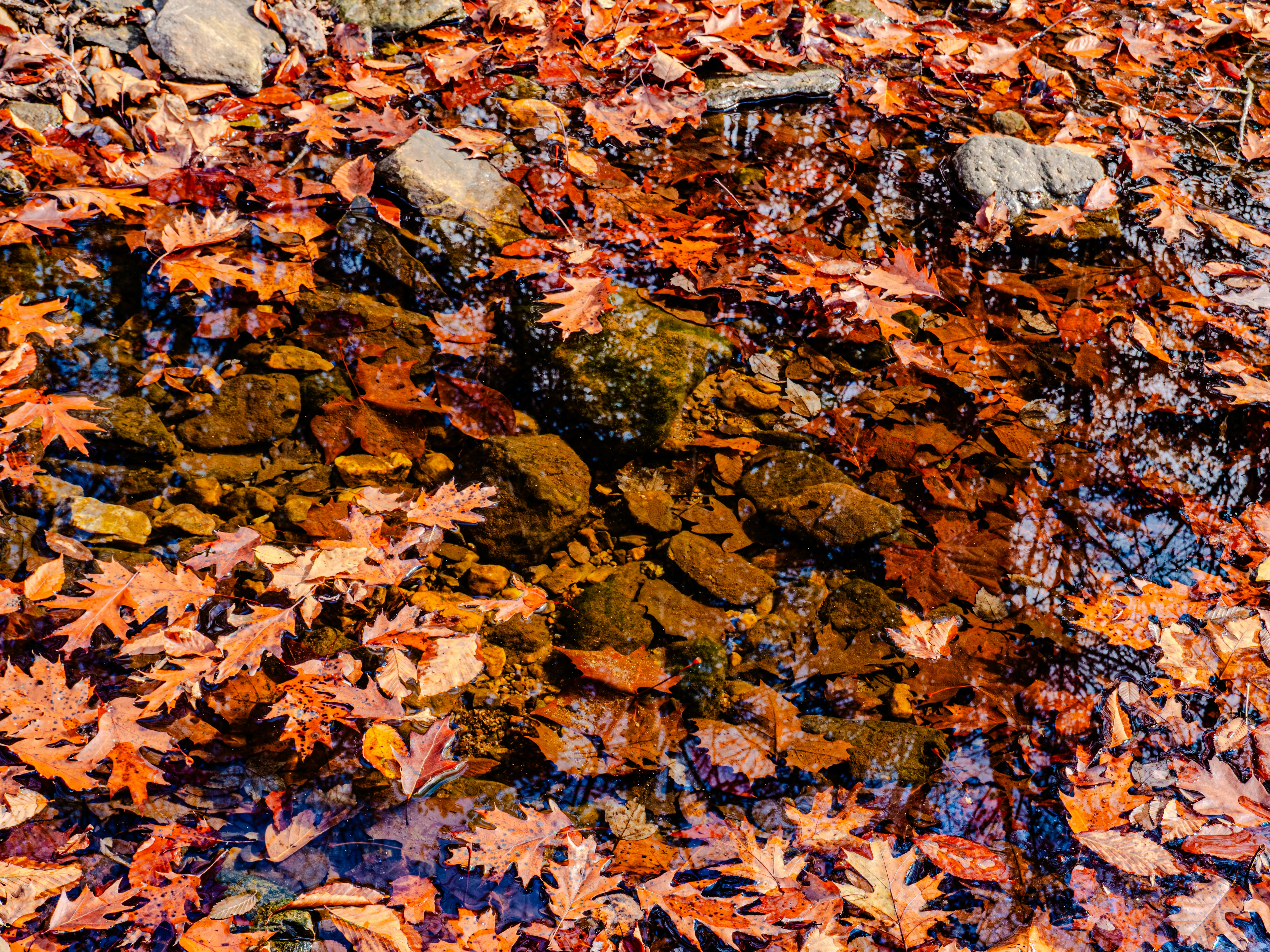 Photo by sschusterphotoart