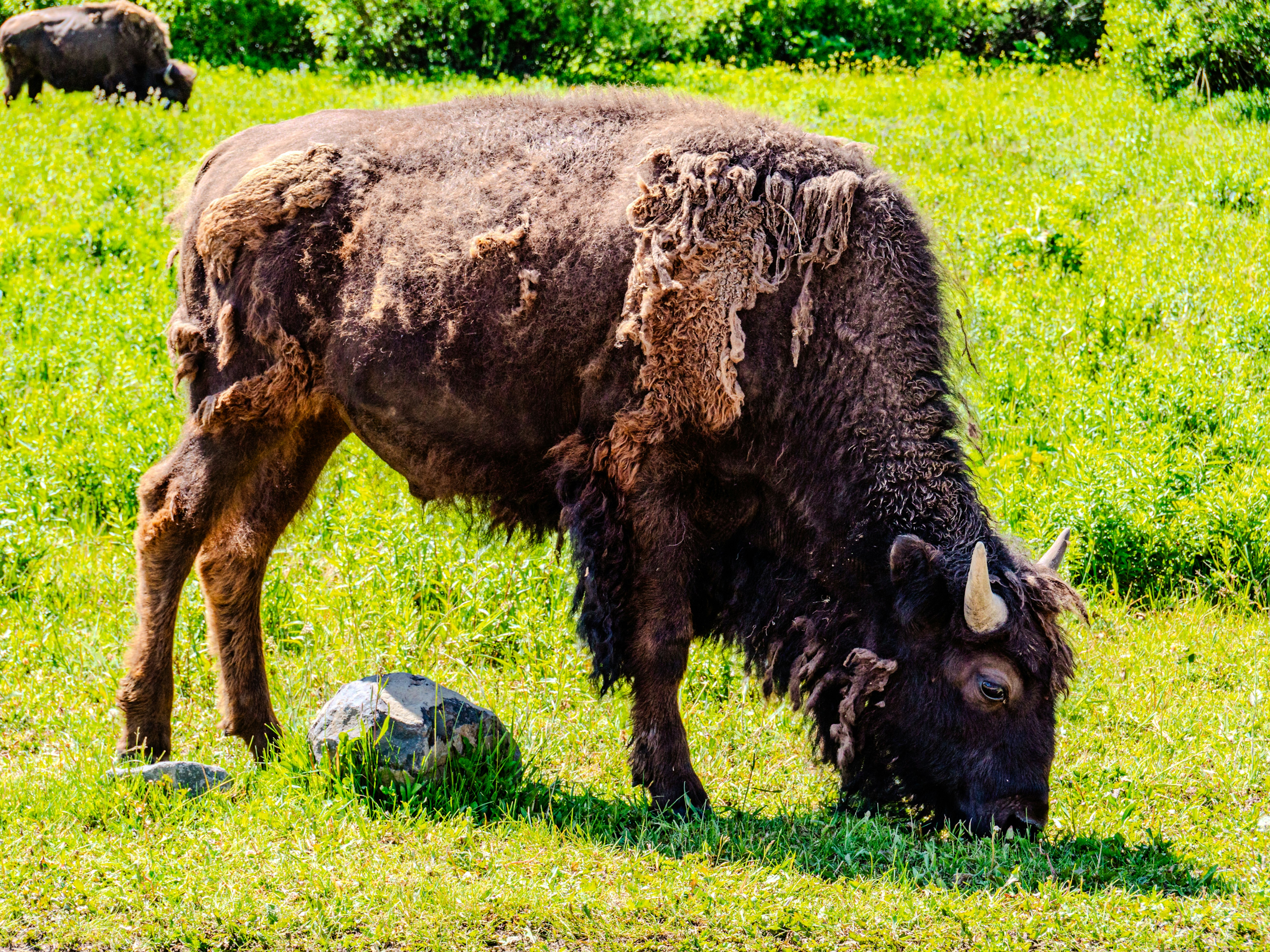 Photo by sschusterphotoart