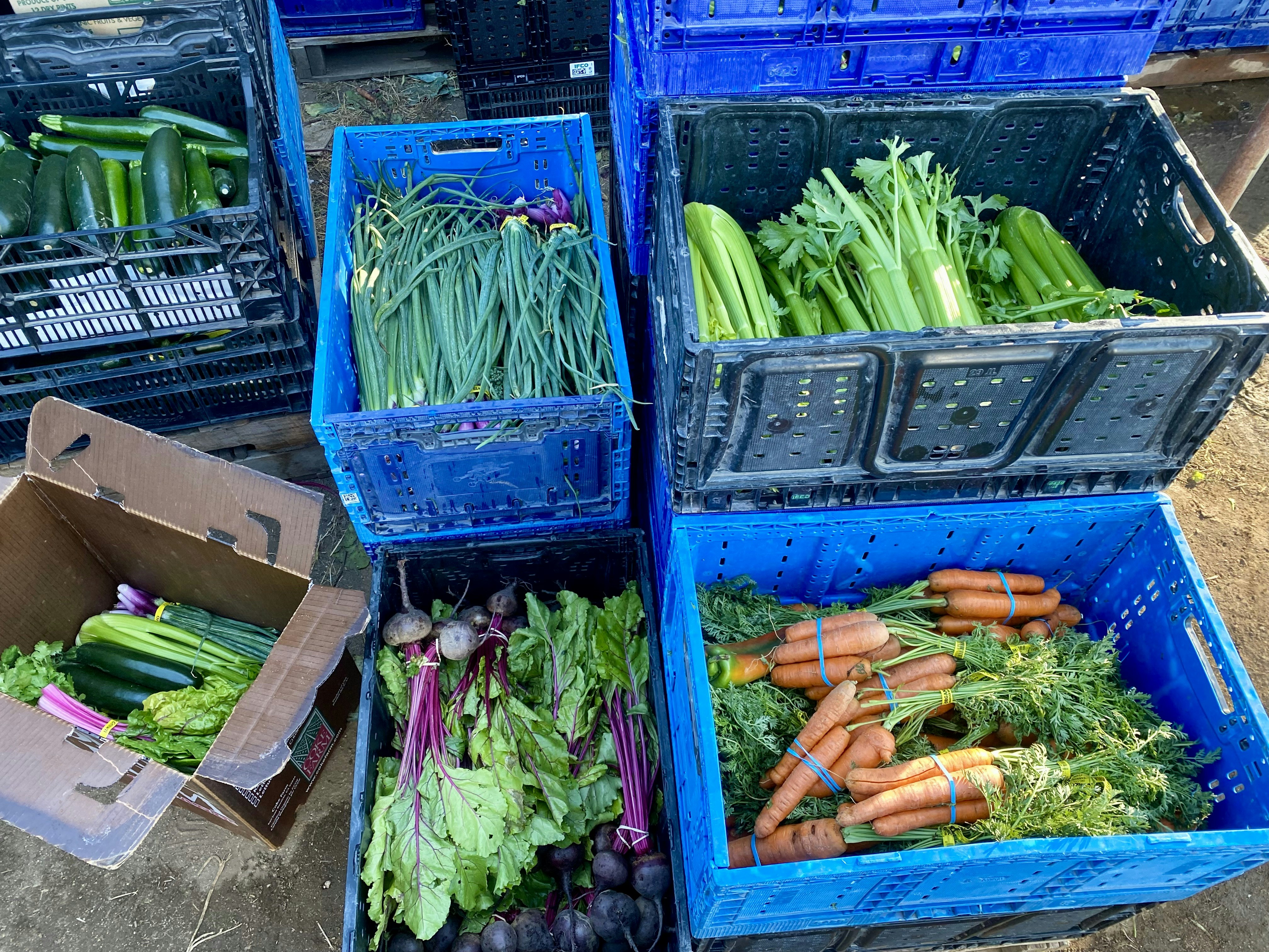 Fresh vegetables in blue crates and cardboard boxes.