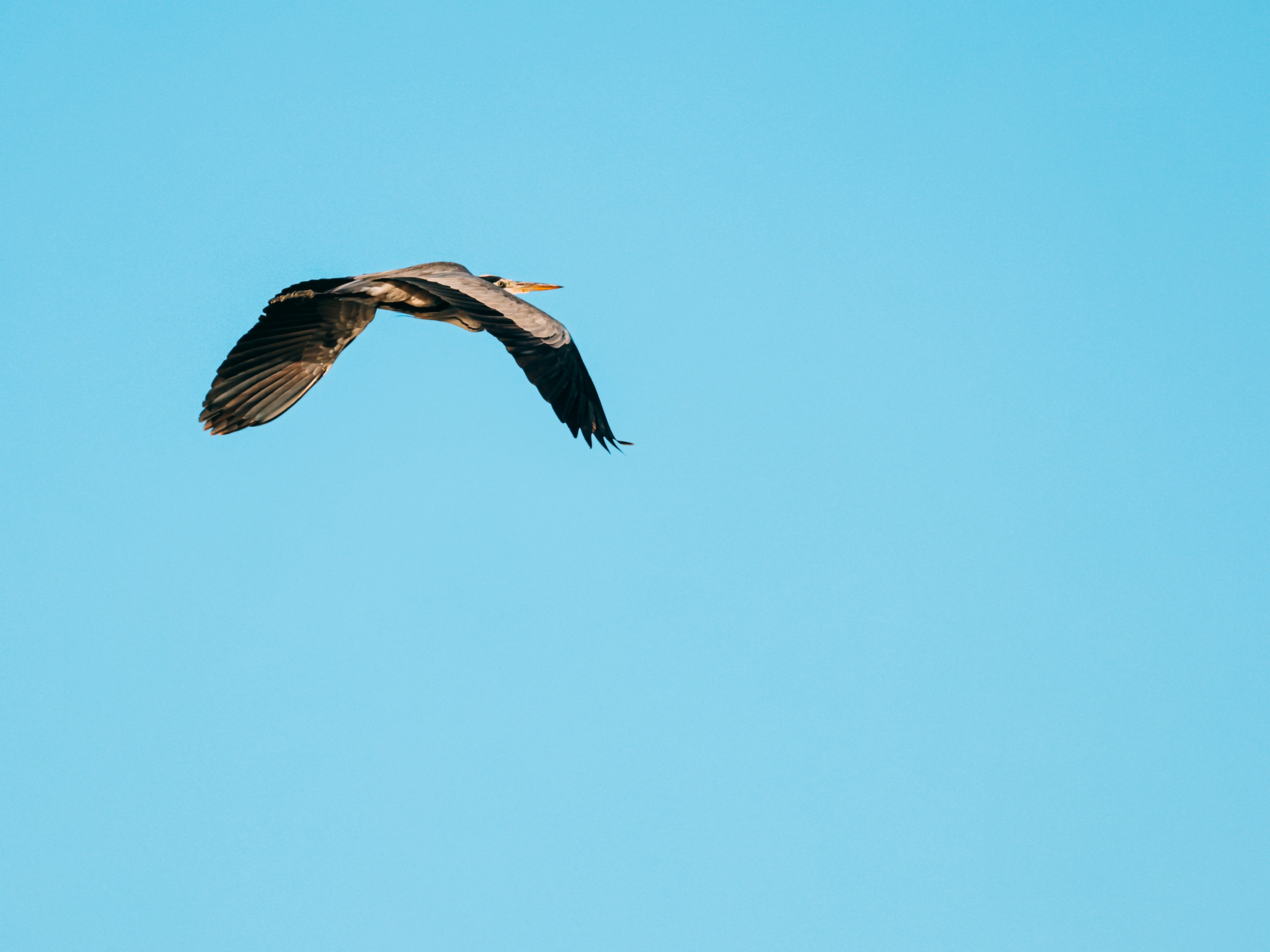 Photo by dickenslin76