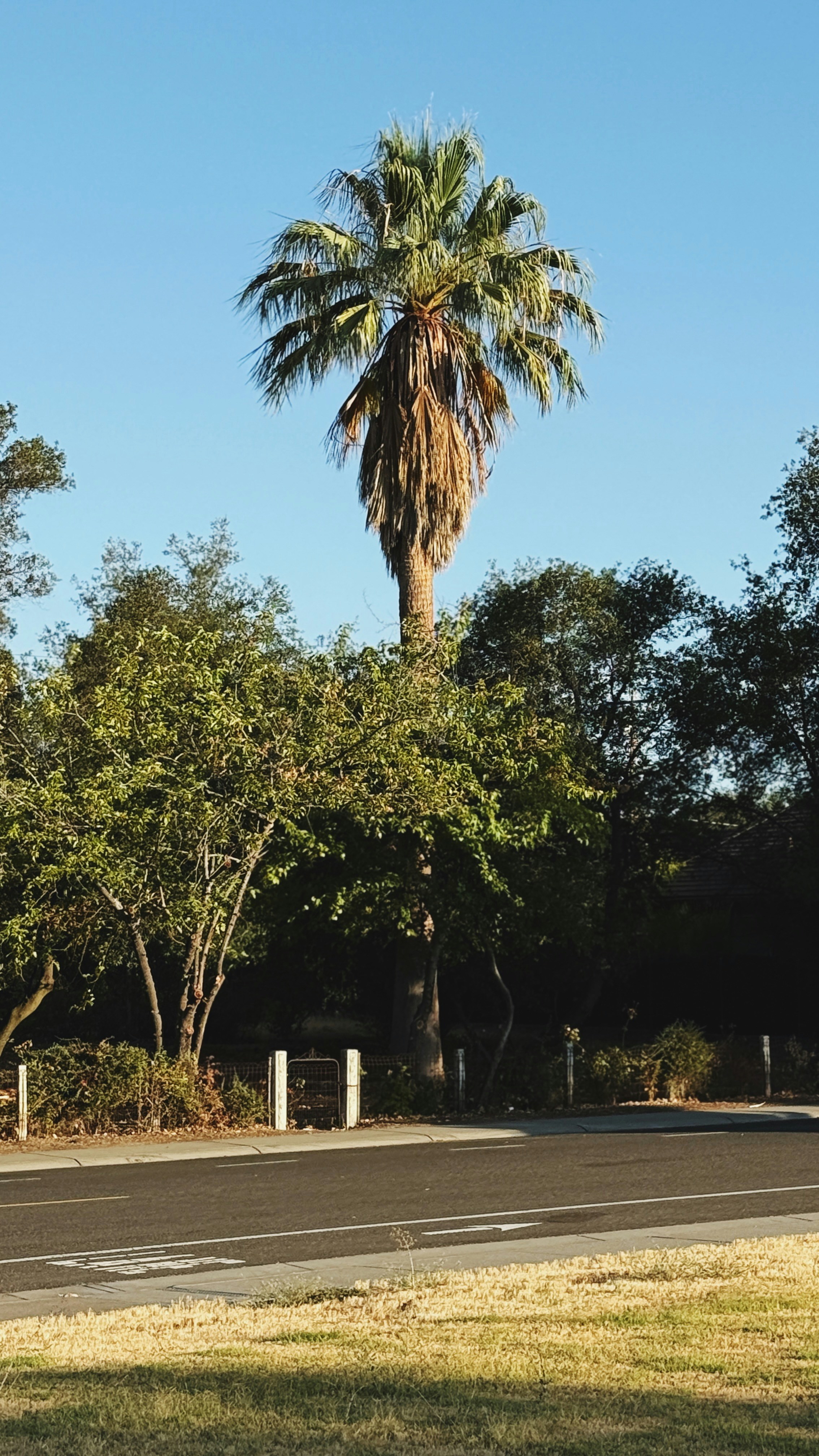 Tall palm tree against a clear blue sky.