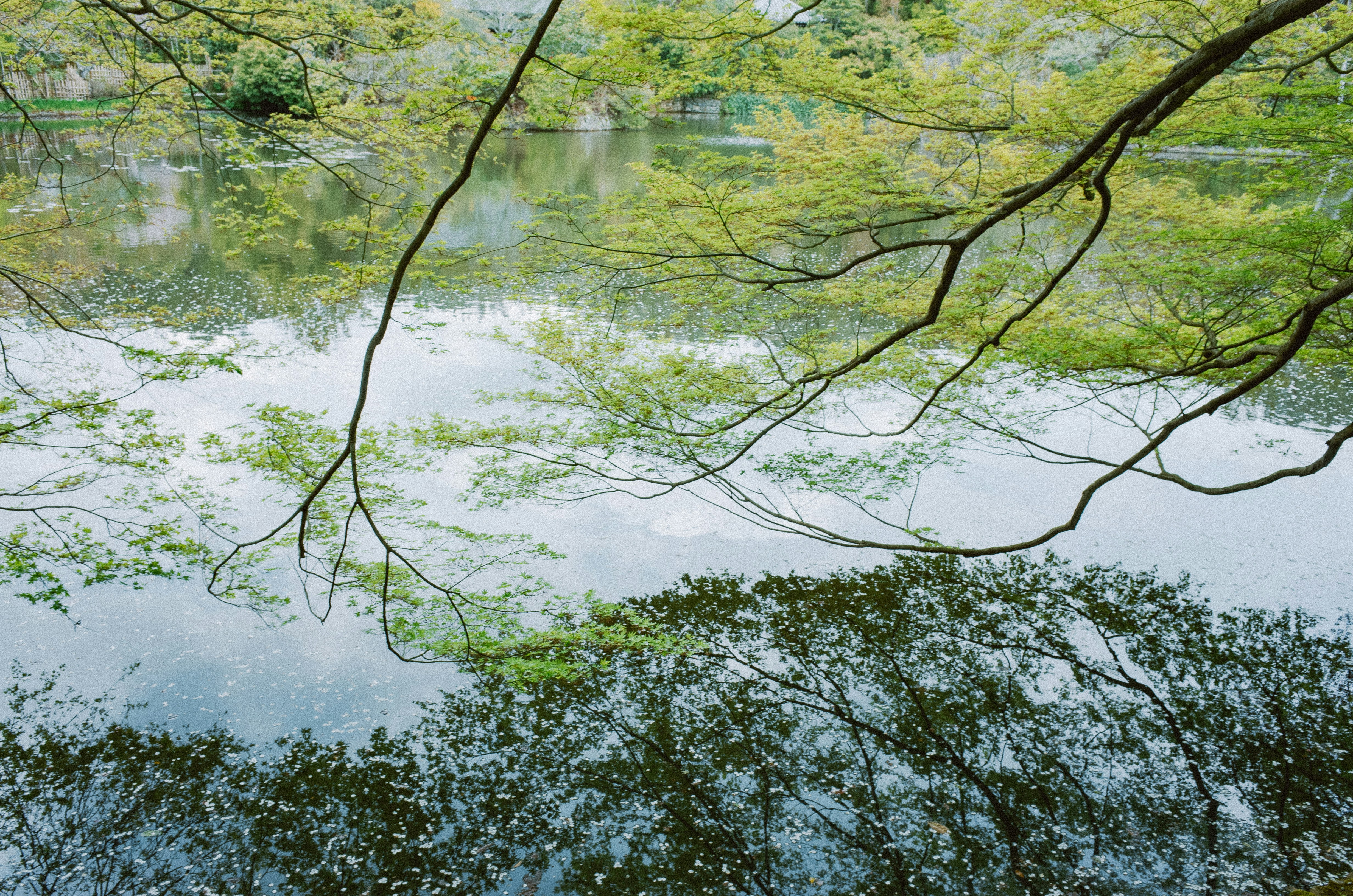 Tree branches reflect on a calm lake surface. photo – Free Travel Image on  Unsplash