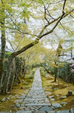 Stone path through a lush green garden with trees.