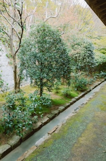 Lush green garden with a narrow water channel.