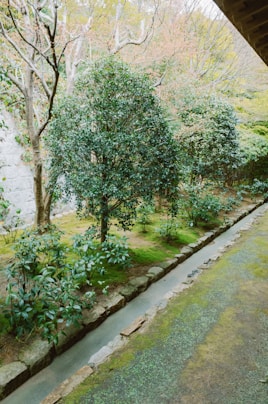 Lush green garden with a narrow water channel.