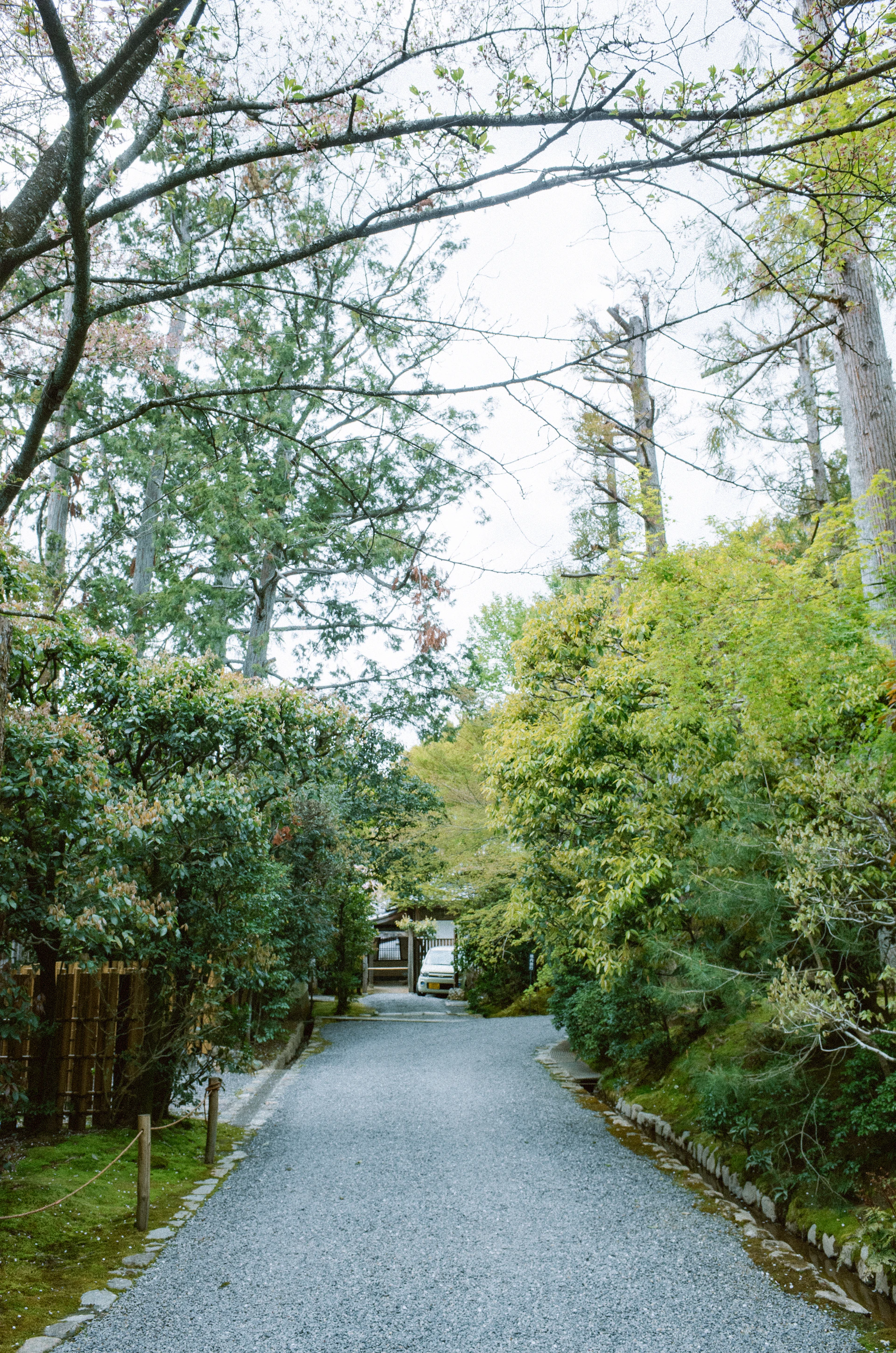 Gravel path through a lush green garden with trees.