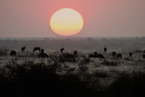 African savanna sunset heading to Ngorongoro
