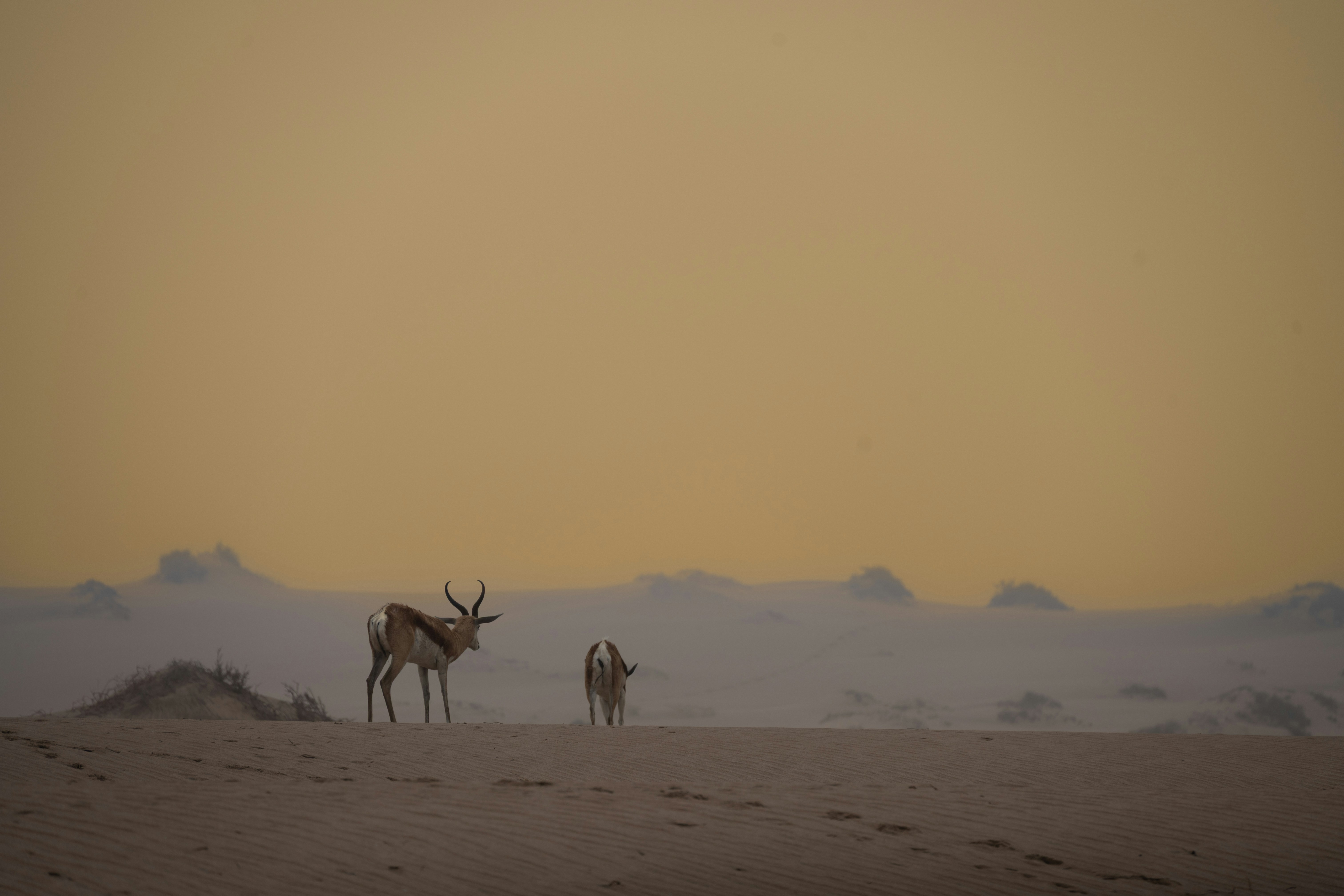 Two antelopes stand on a sandy plain at sunset.