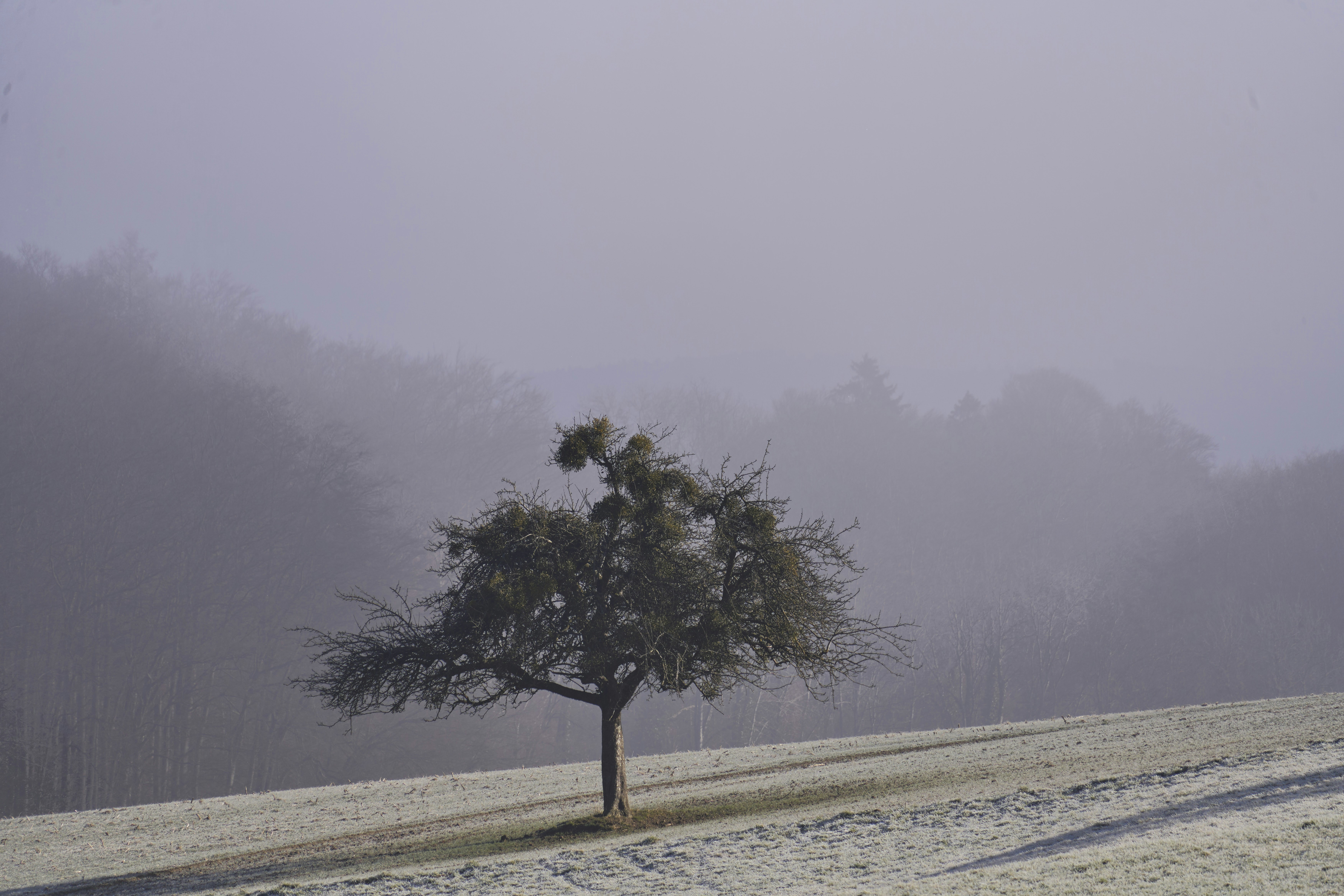 Photo by wolfgang_hasselmann