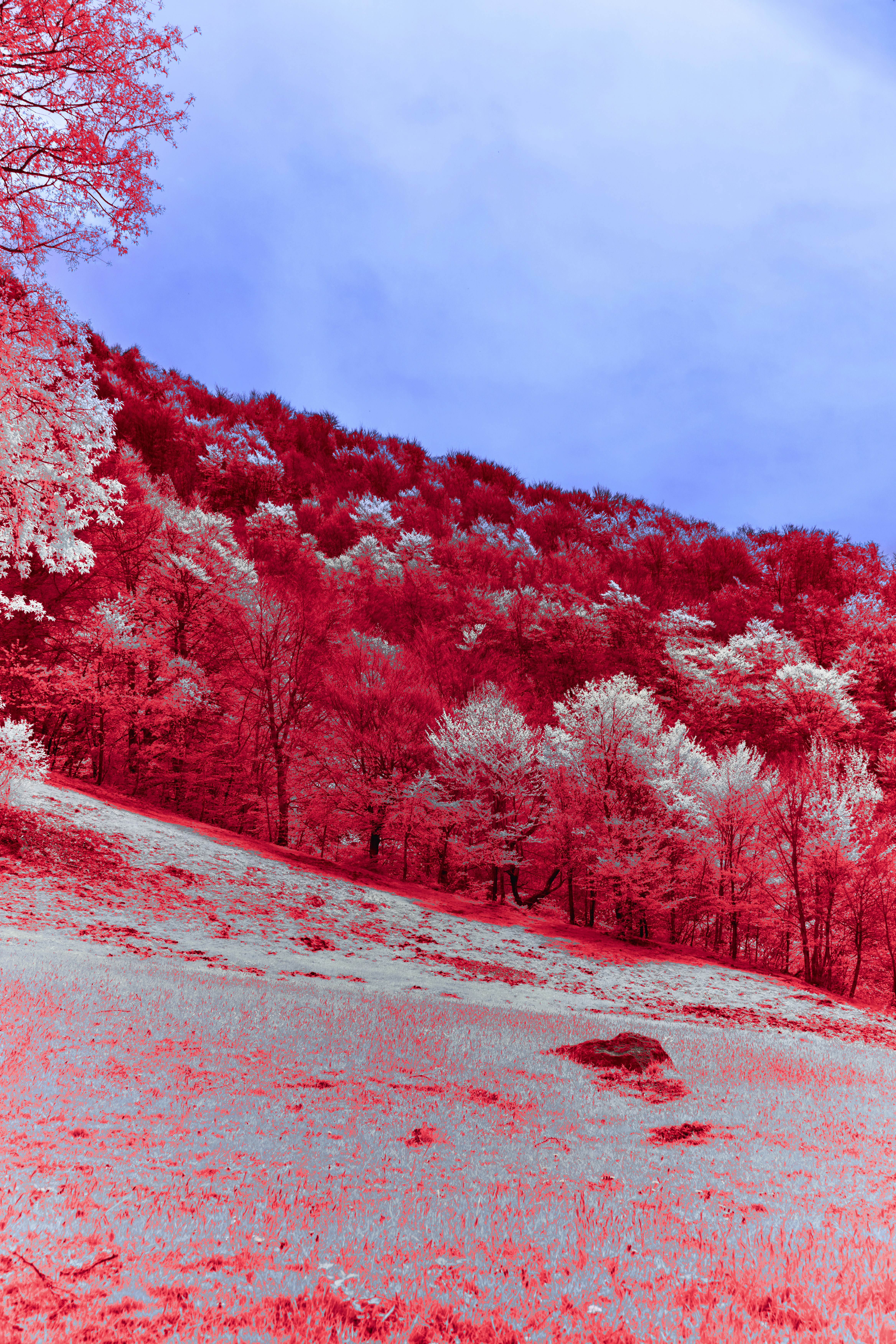 Photo by wolfgang_hasselmann