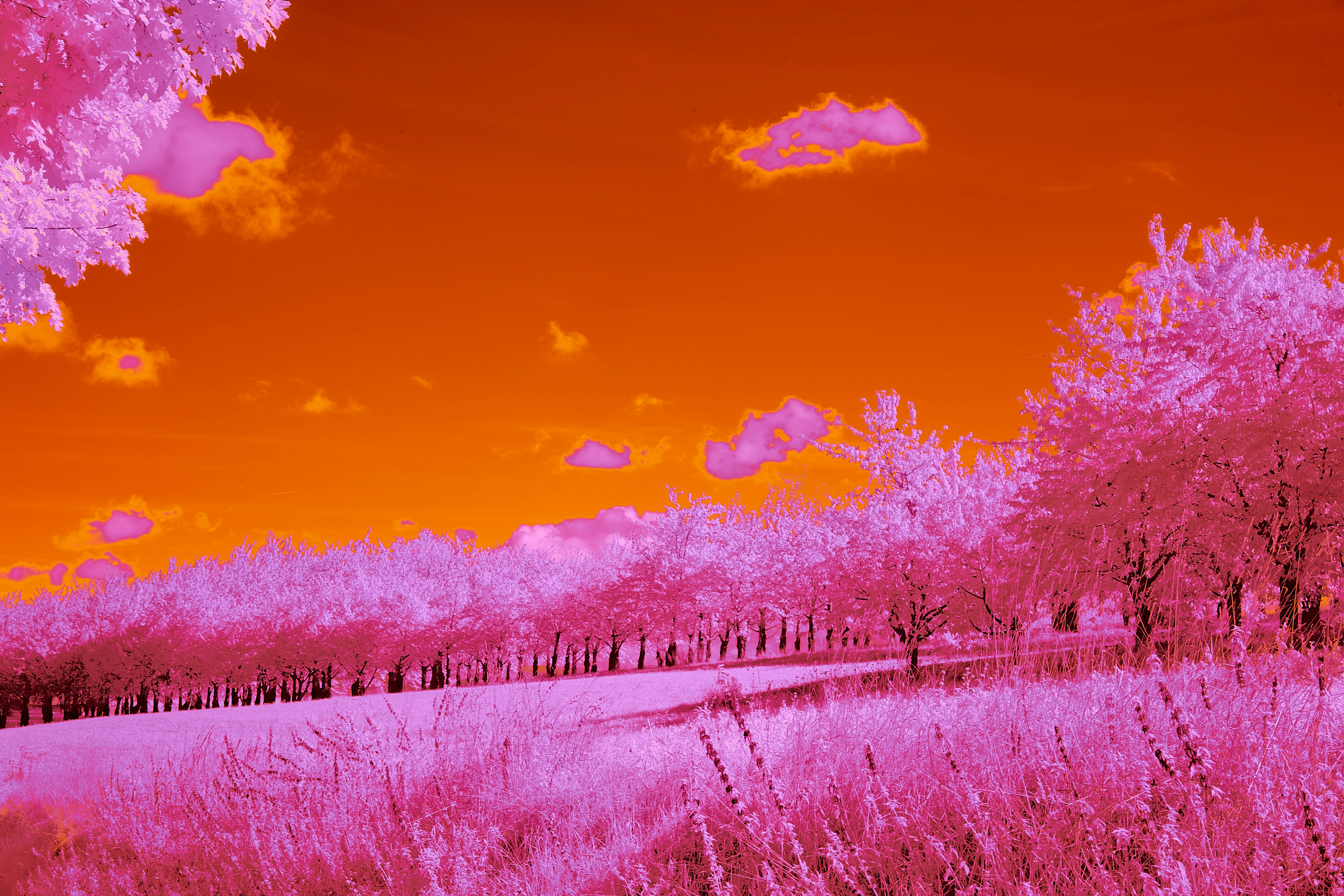 Photo by wolfgang_hasselmann