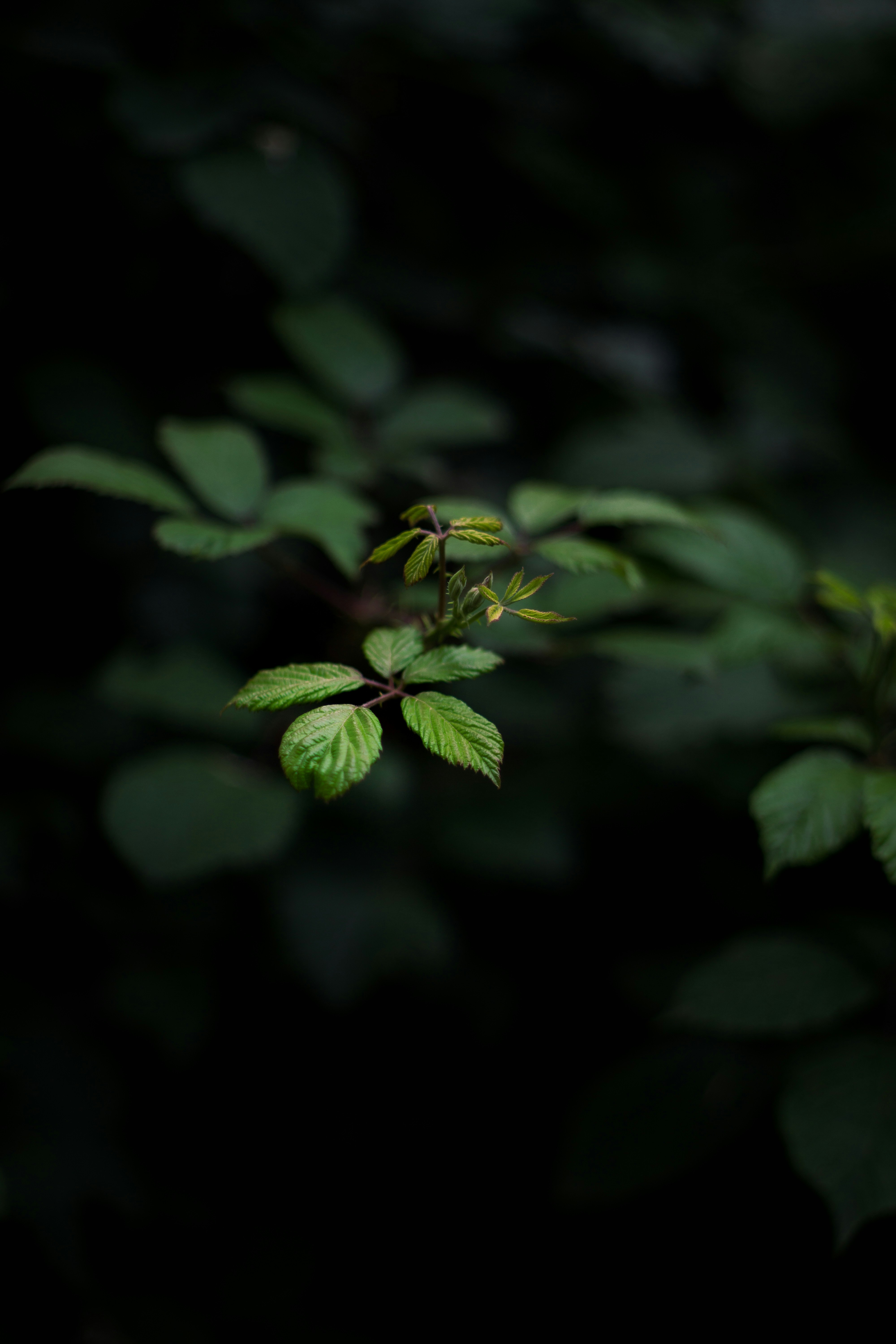 Photo by fethibenattallah