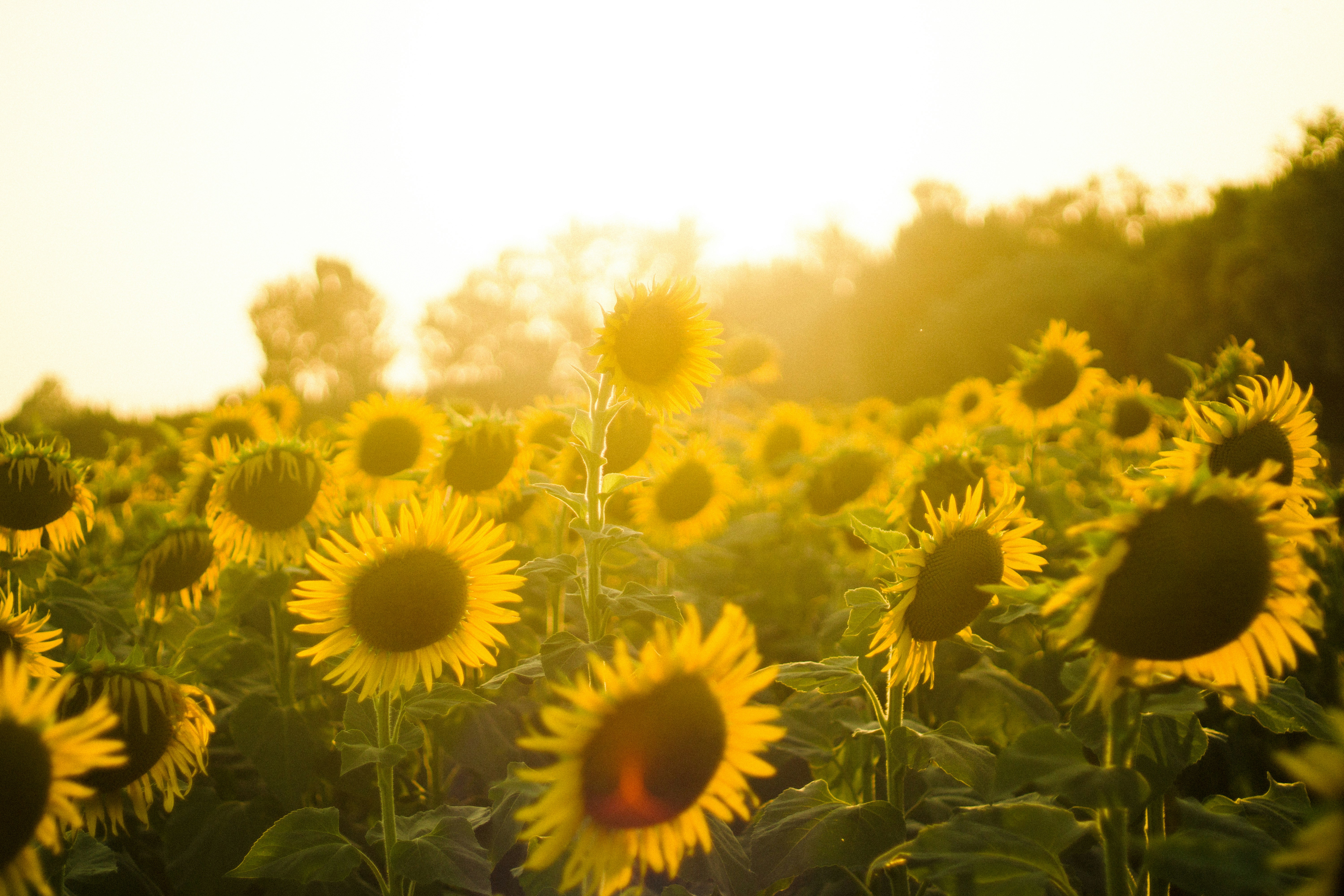 Photo by fethibenattallah