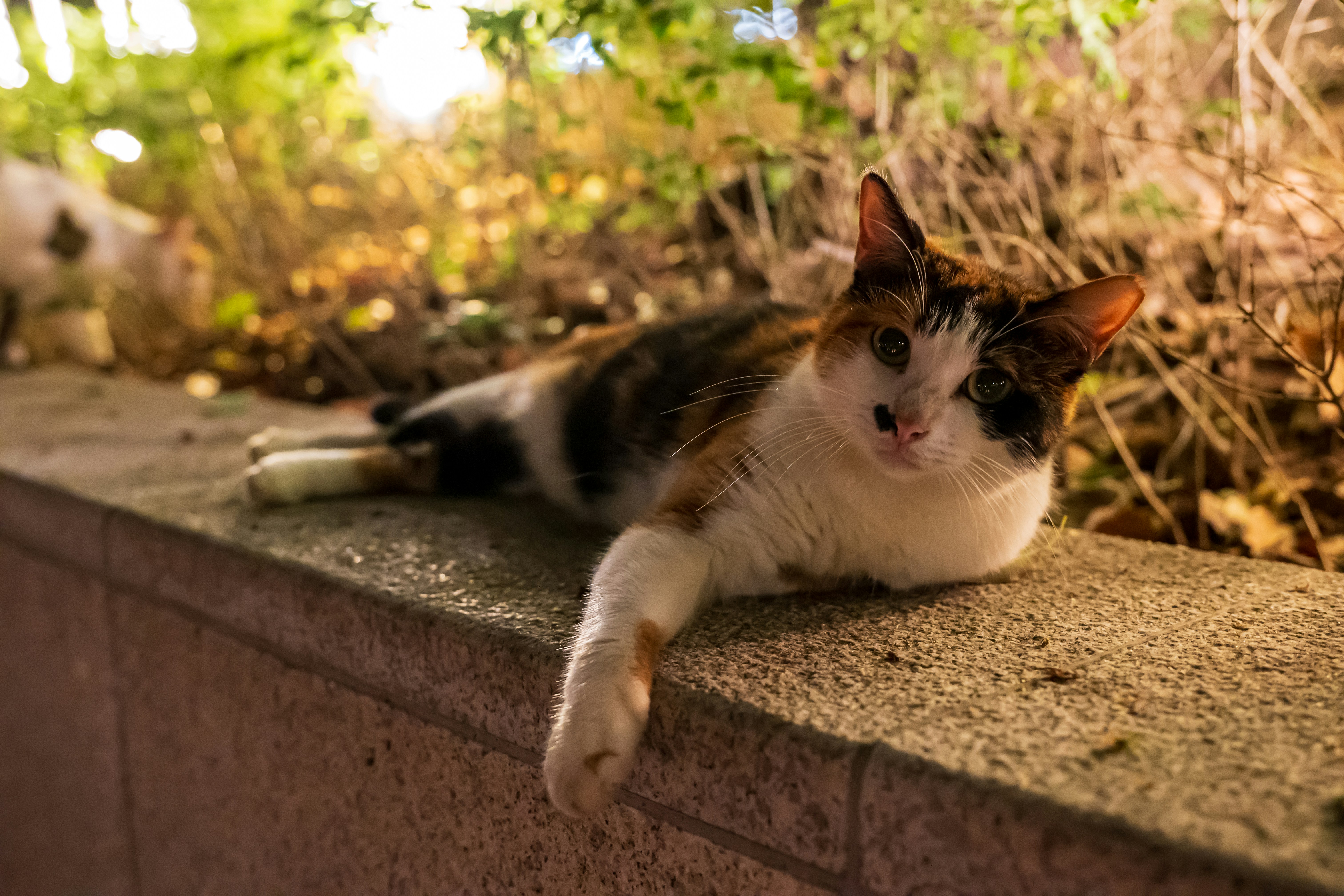 Photo by andy8647